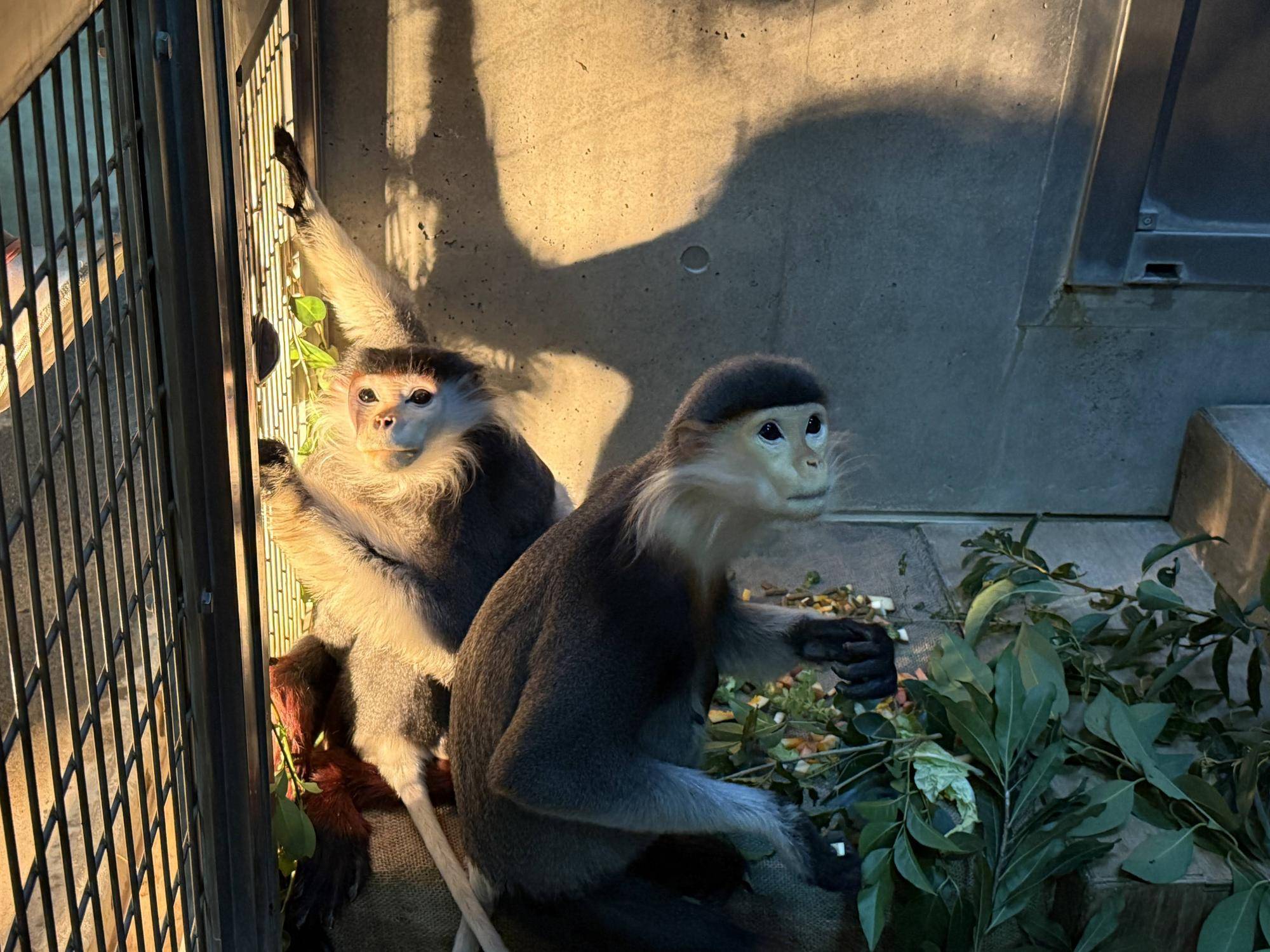 【飼育日誌】20241220：ラーに感謝を込めて (29).jpg