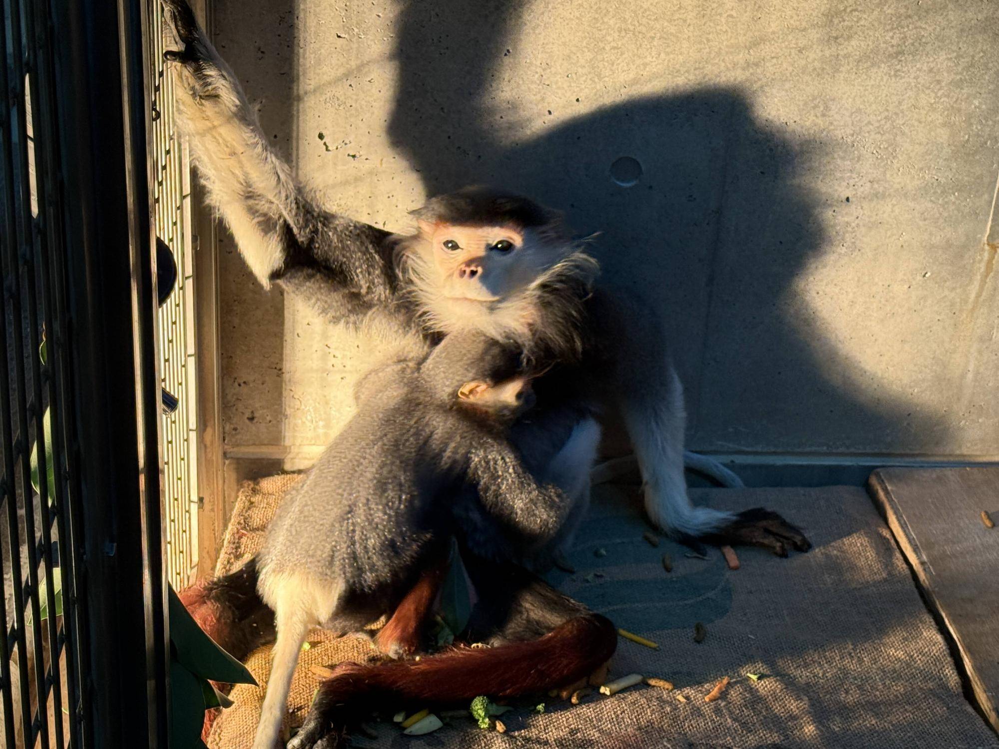 【飼育日誌】20241230:ダオ×FAMILY3大好きな父 (20).jpg