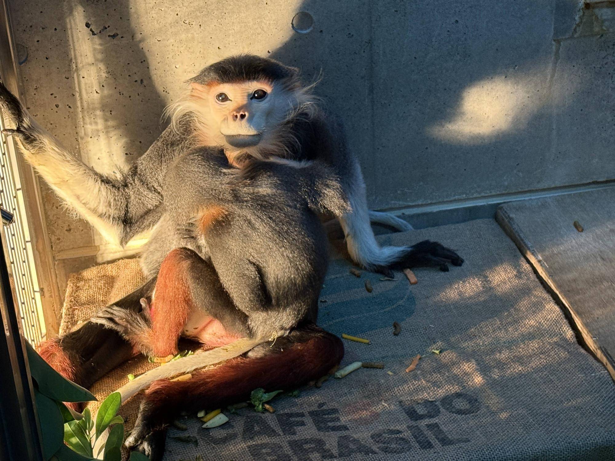 【飼育日誌】20241220：ラーに感謝を込めて (27).jpg