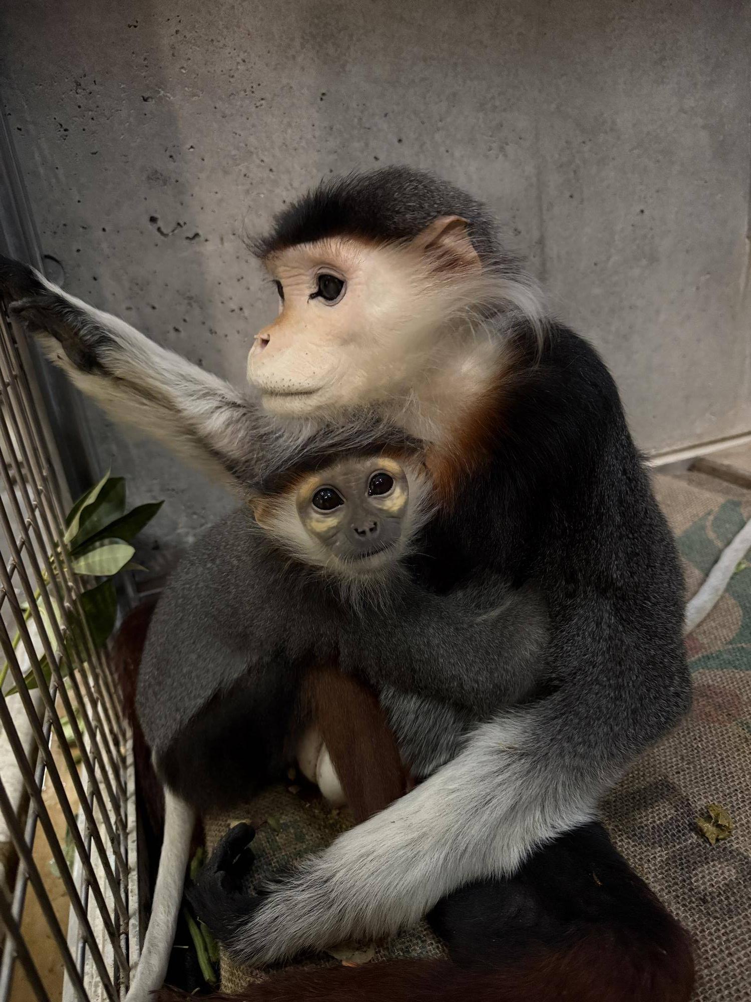 【飼育日誌】20241220：ラーに感謝を込めて (26).jpg
