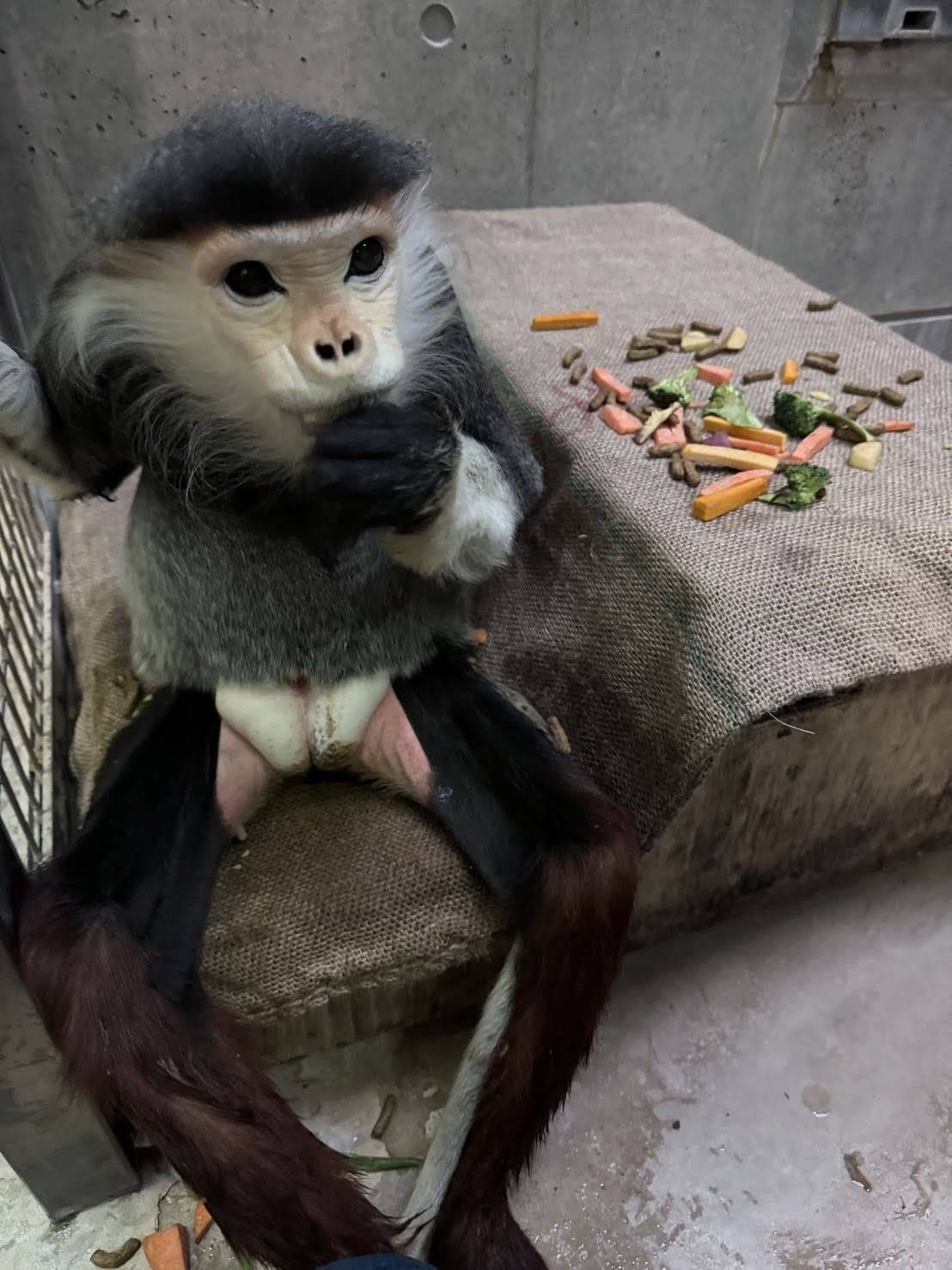 【飼育日誌】20241220：ラーに感謝を込めて (7).jpg