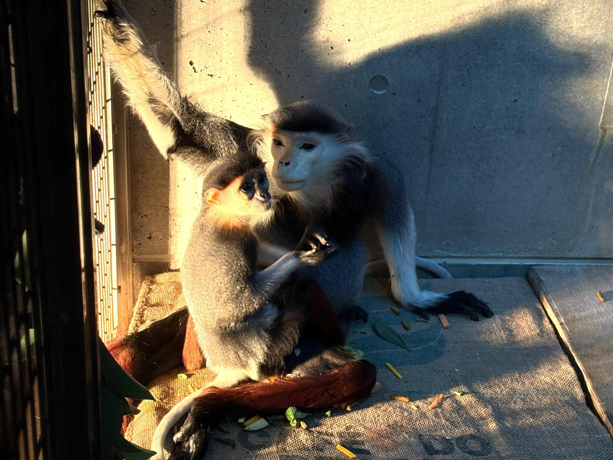 【飼育日誌】20241230:ダオ×FAMILY3大好きな父 (19).jpg