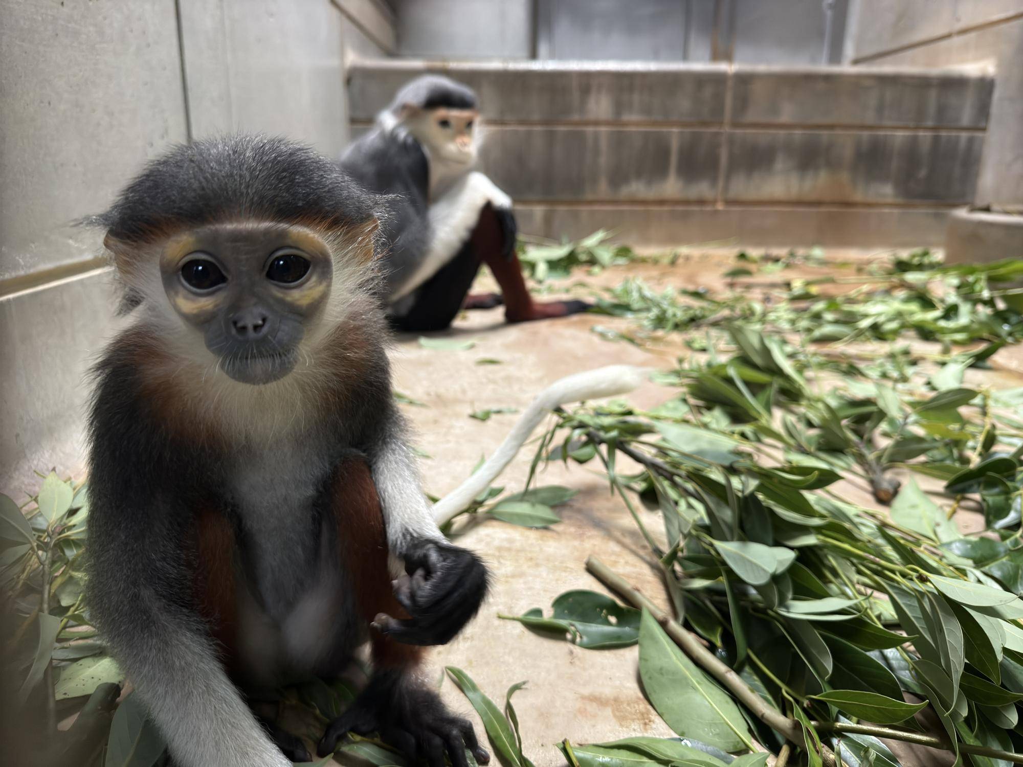 【飼育日誌】20241230:ダオ×FAMILY3大好きな父 (23).jpg