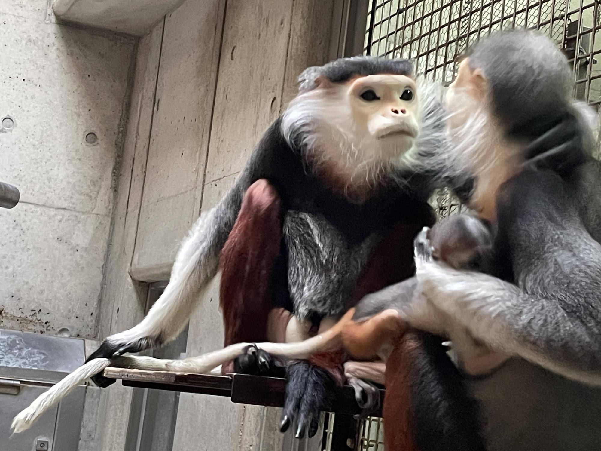 【飼育日誌】20241220：ラーに感謝を込めて (18).jpg