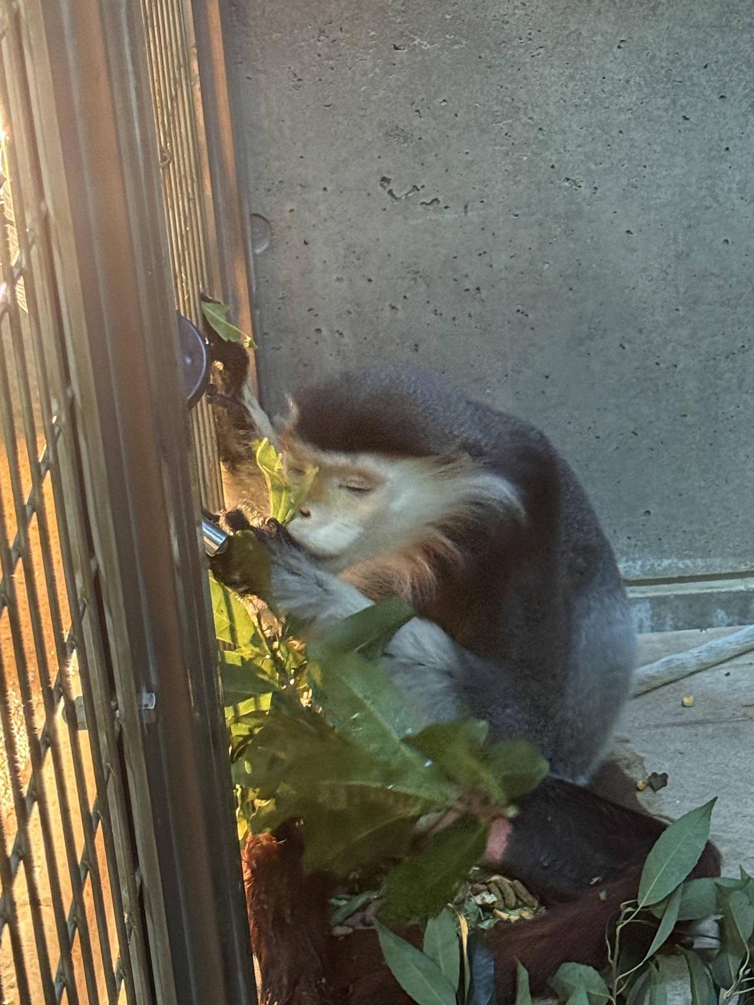 【飼育日誌】20241220：ラーに感謝を込めて (12).jpg