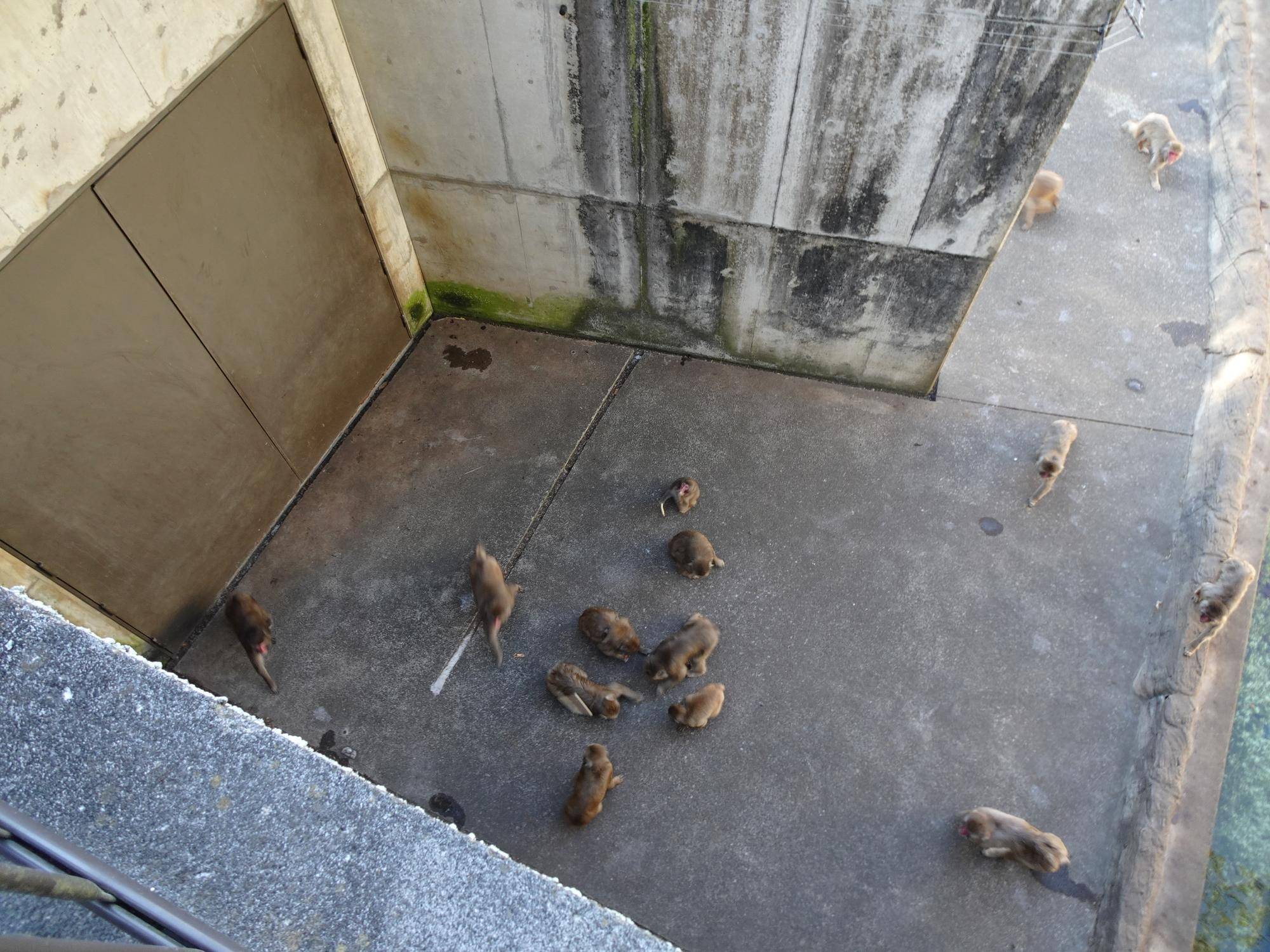 エサに集まってくるニホンザル