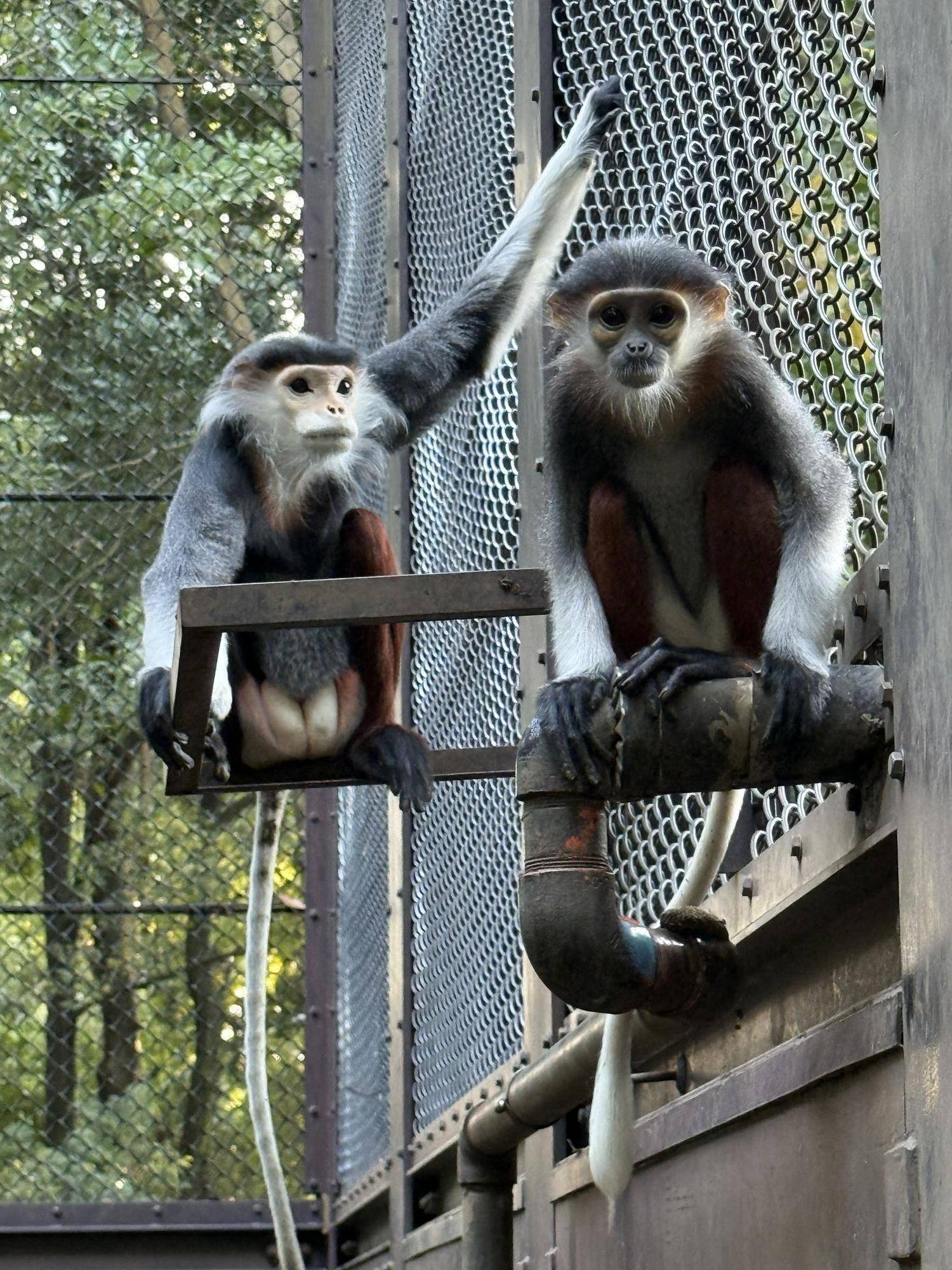 【飼育日誌】20241230:ダオ×FAMILY3大好きな父 (13).jpg