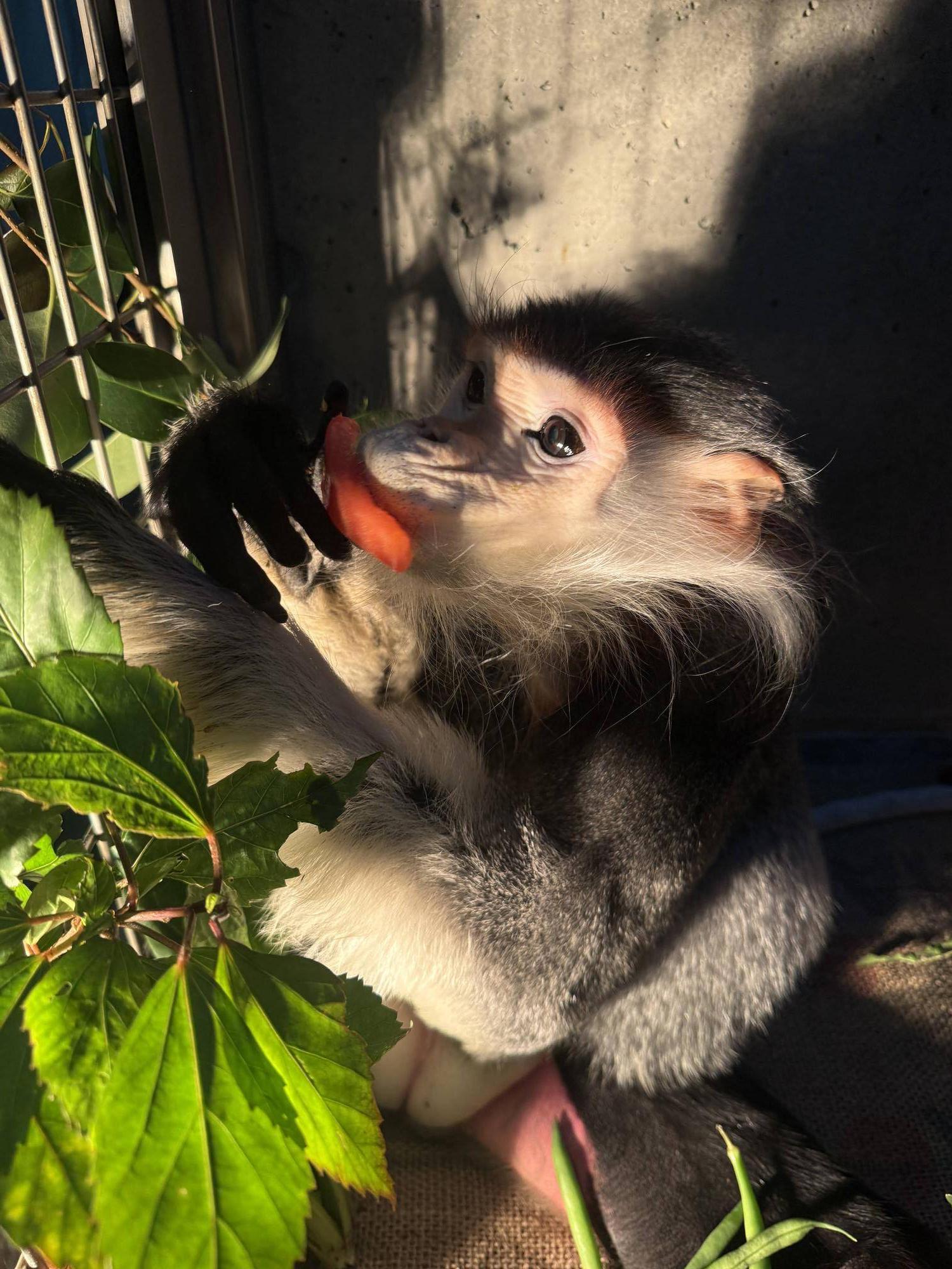 【飼育日誌】20241220：ラーに感謝を込めて (13).jpg
