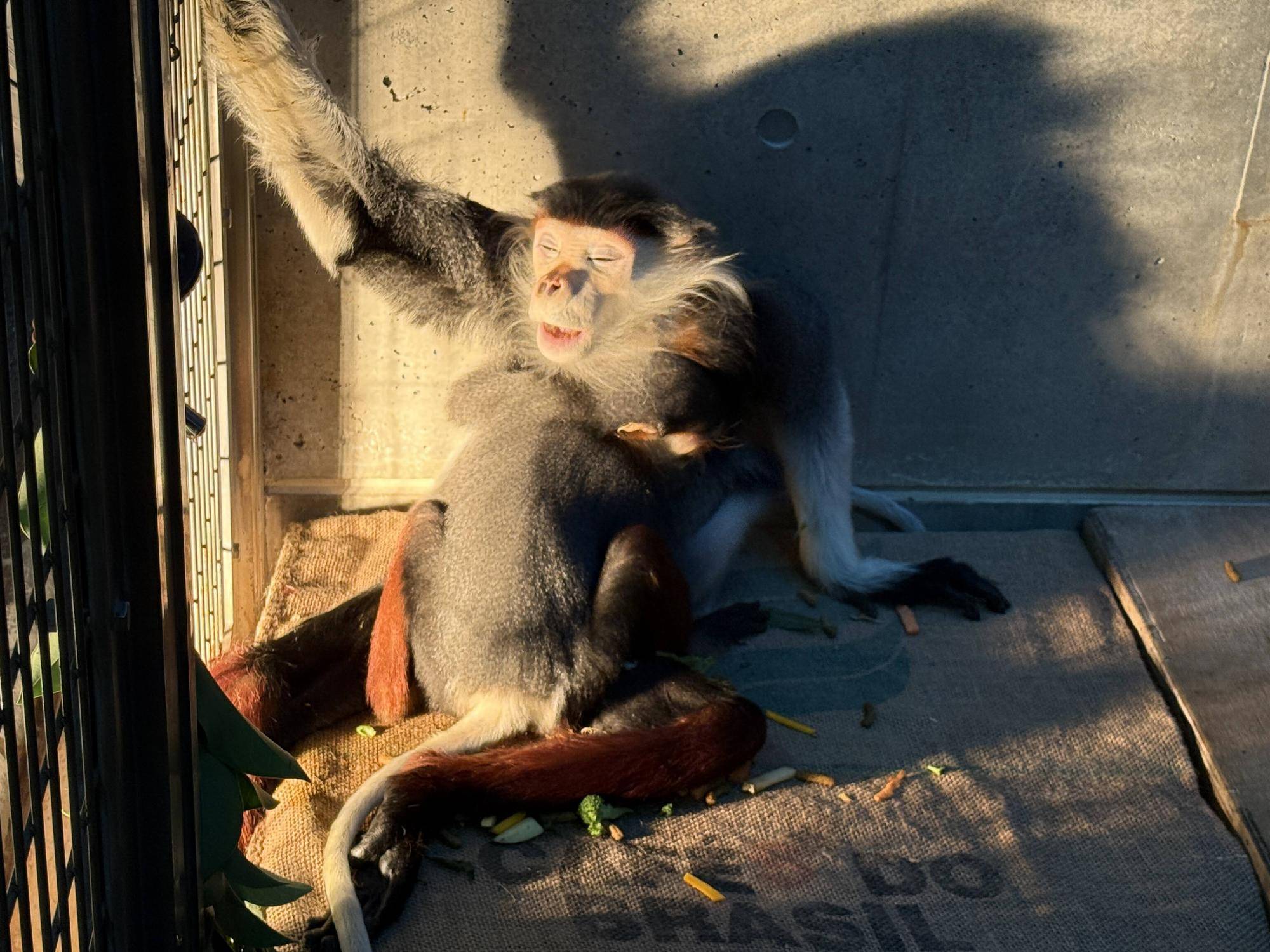 【飼育日誌】20241230:ダオ×FAMILY3大好きな父 (21).jpg