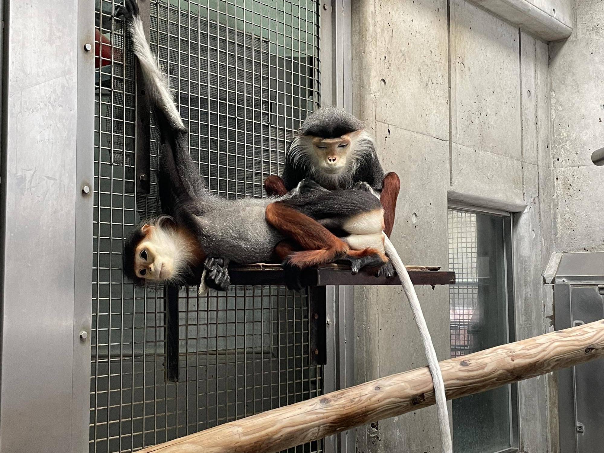 【飼育日誌】20241220：ラーに感謝を込めて (23).jpg