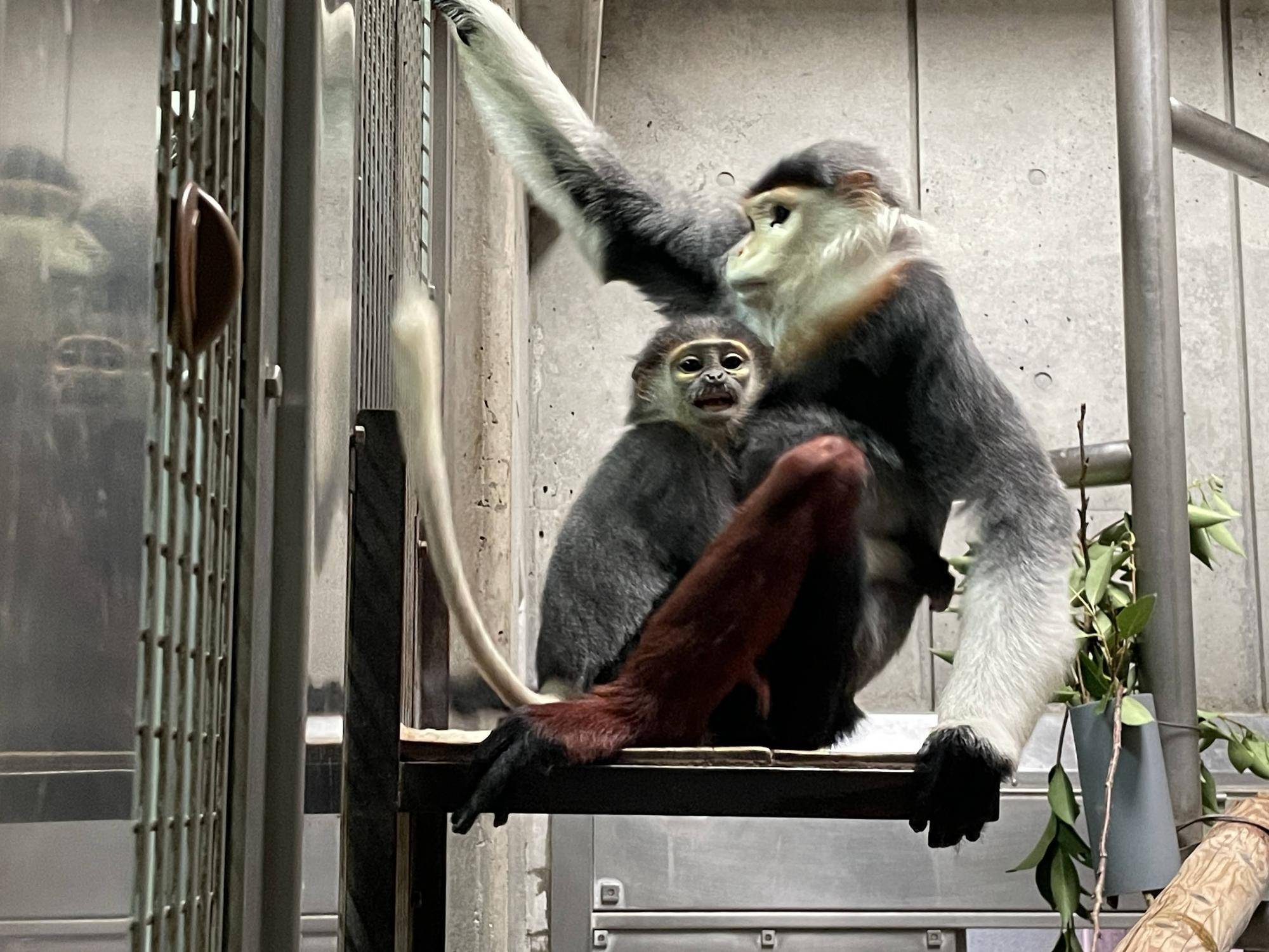 【飼育日誌】20241230:ダオ×FAMILY3大好きな父 (11).jpg