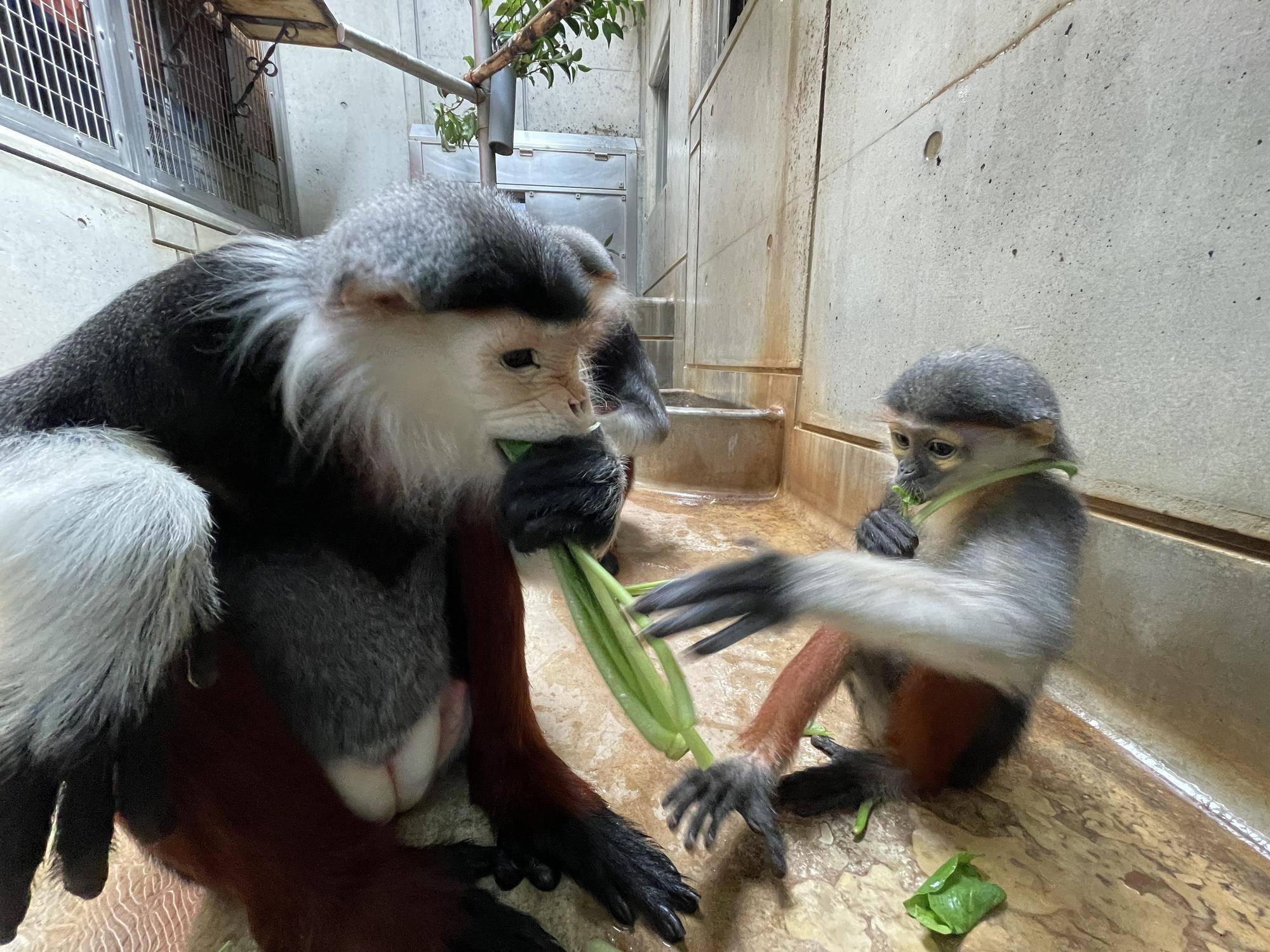 【飼育日誌】20241230:ダオ×FAMILY3大好きな父 (4).jpg