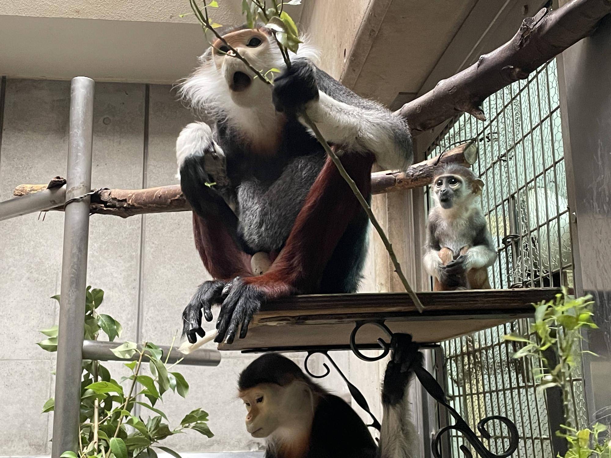 【飼育日誌】20241230:ダオ×FAMILY3大好きな父 (12).jpg