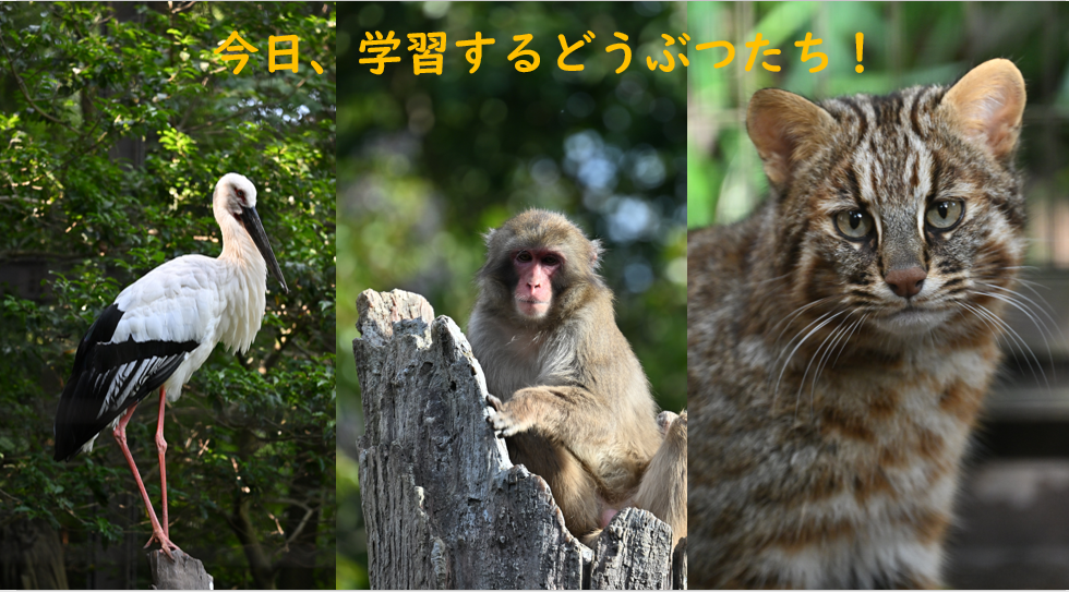 今回学習する動物たち