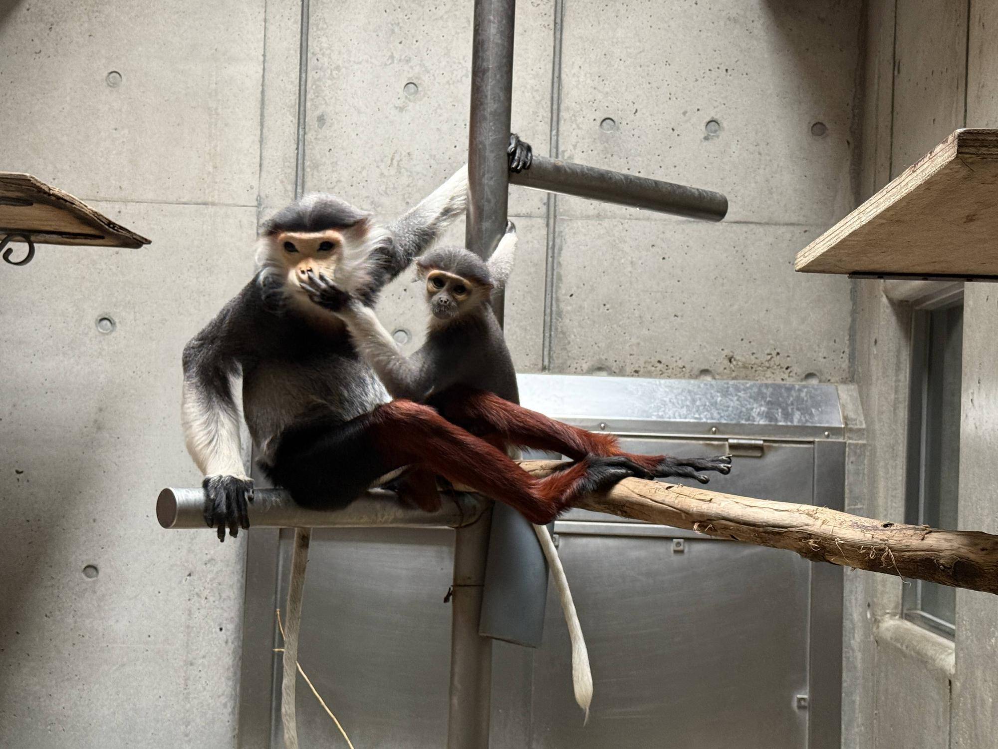 【飼育日誌】20241230:ダオ×FAMILY3大好きな父 (16).jpg