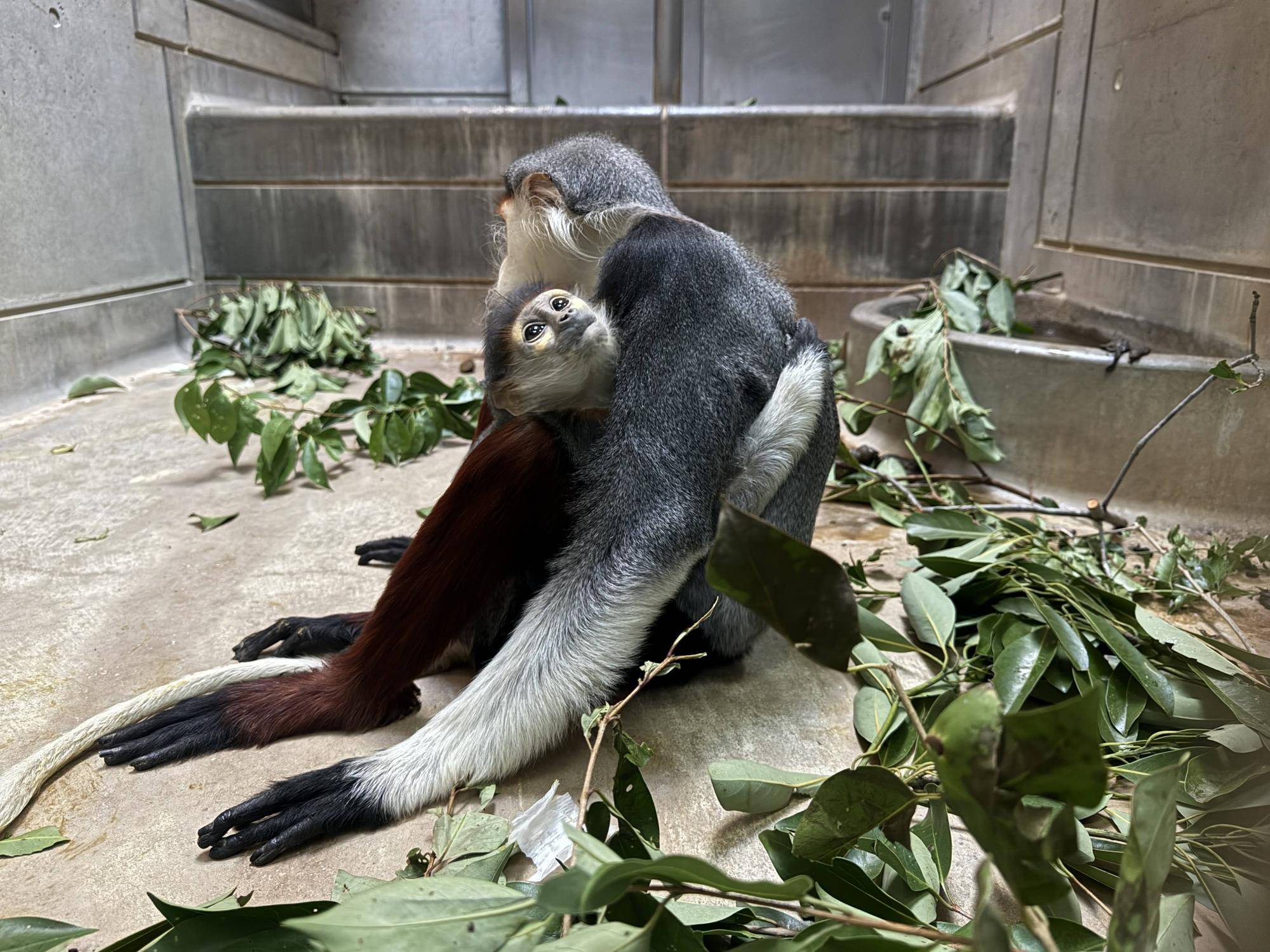 【飼育日誌】20241230:ダオ×FAMILY3大好きな父 (2).jpg