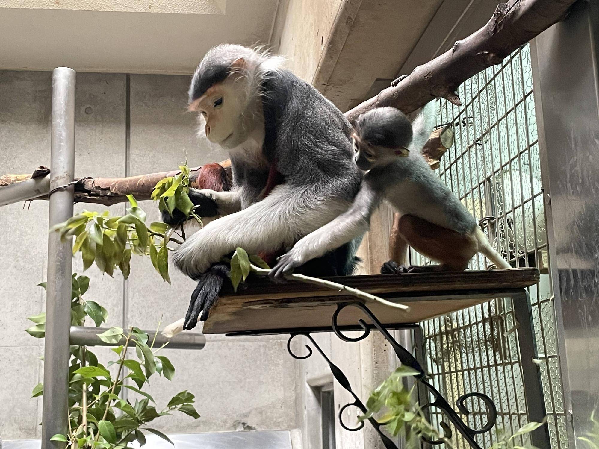 【飼育日誌】20241230:ダオ×FAMILY3大好きな父 (6).jpg