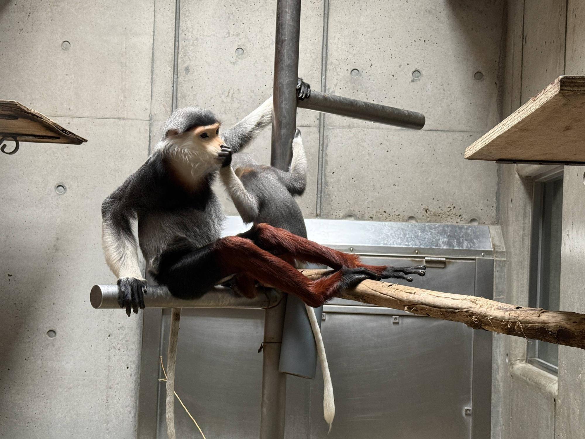 【飼育日誌】20241230:ダオ×FAMILY3大好きな父 (18).jpg