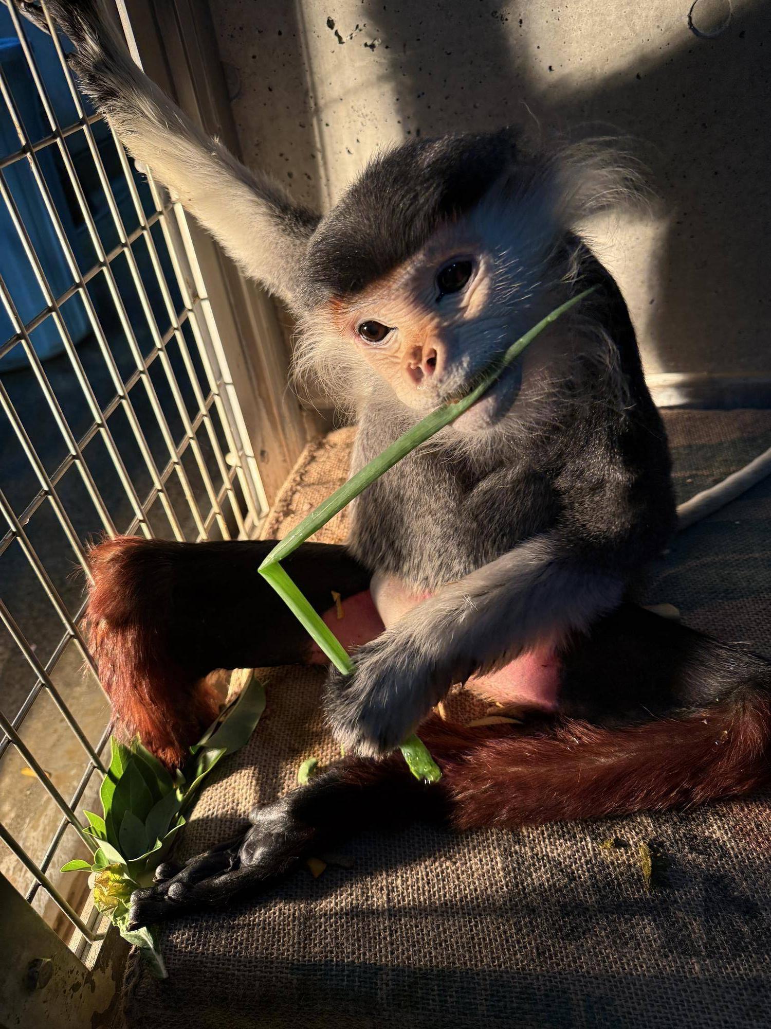 【飼育日誌】20241220：ラーに感謝を込めて (11).jpg