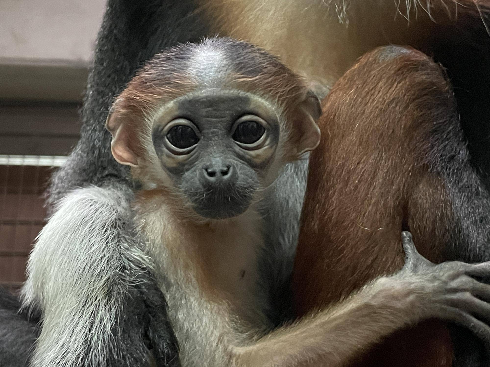 【飼育日誌】20250205：ダオ×FAMILY4誕生日 (10).jpg