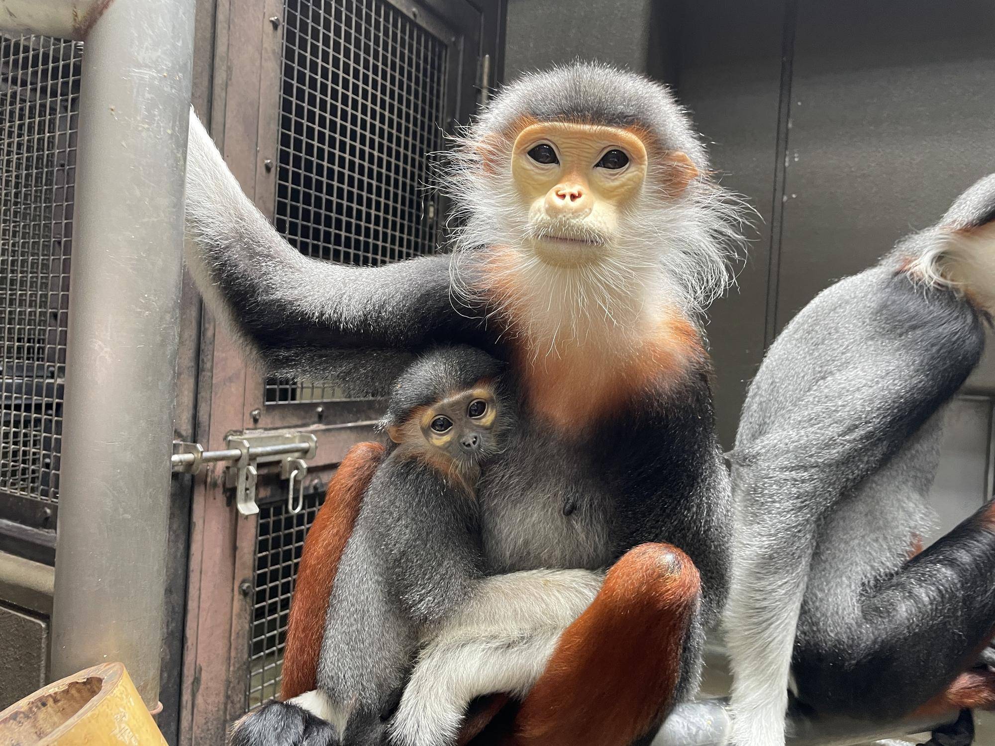 【飼育日誌】20250205：ダオ×FAMILY4誕生日 (11).jpg