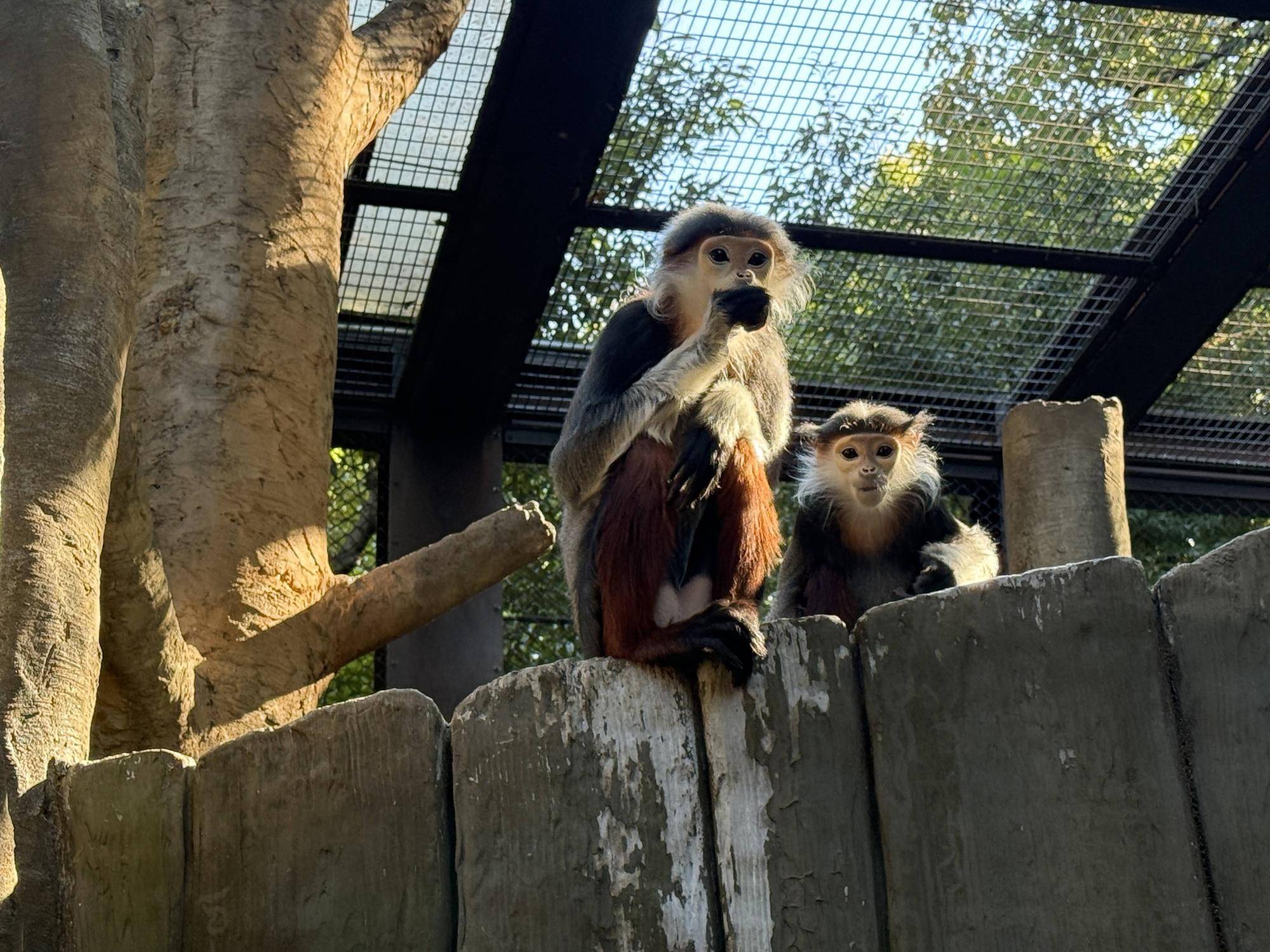 【飼育日誌】20250205：ダオ×FAMILY4誕生日 (2).jpg