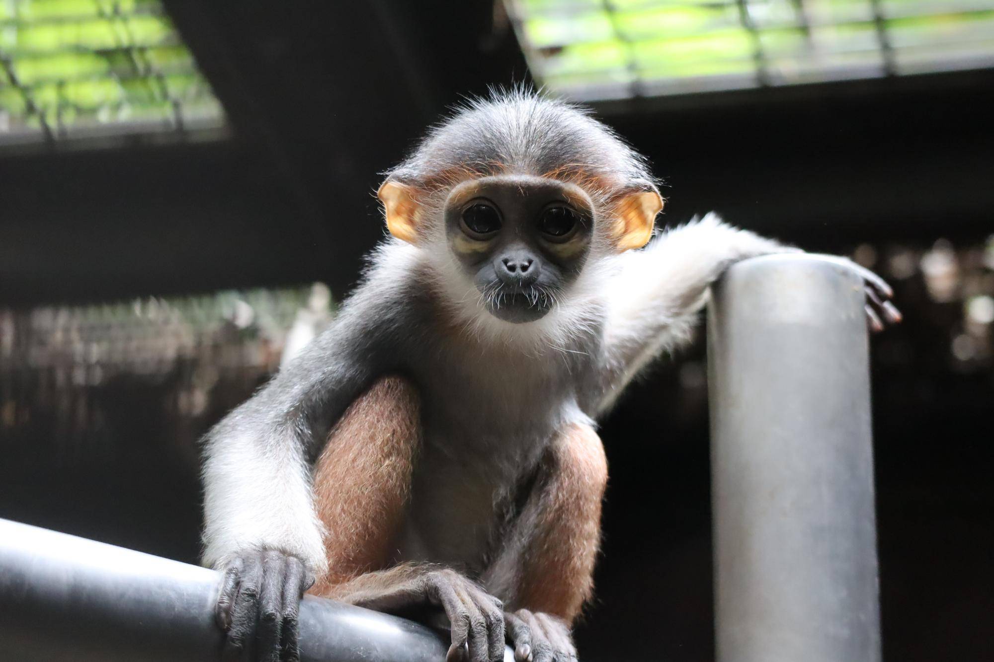 【飼育日誌】20250205：ダオ×FAMILY4誕生日 (12).jpg