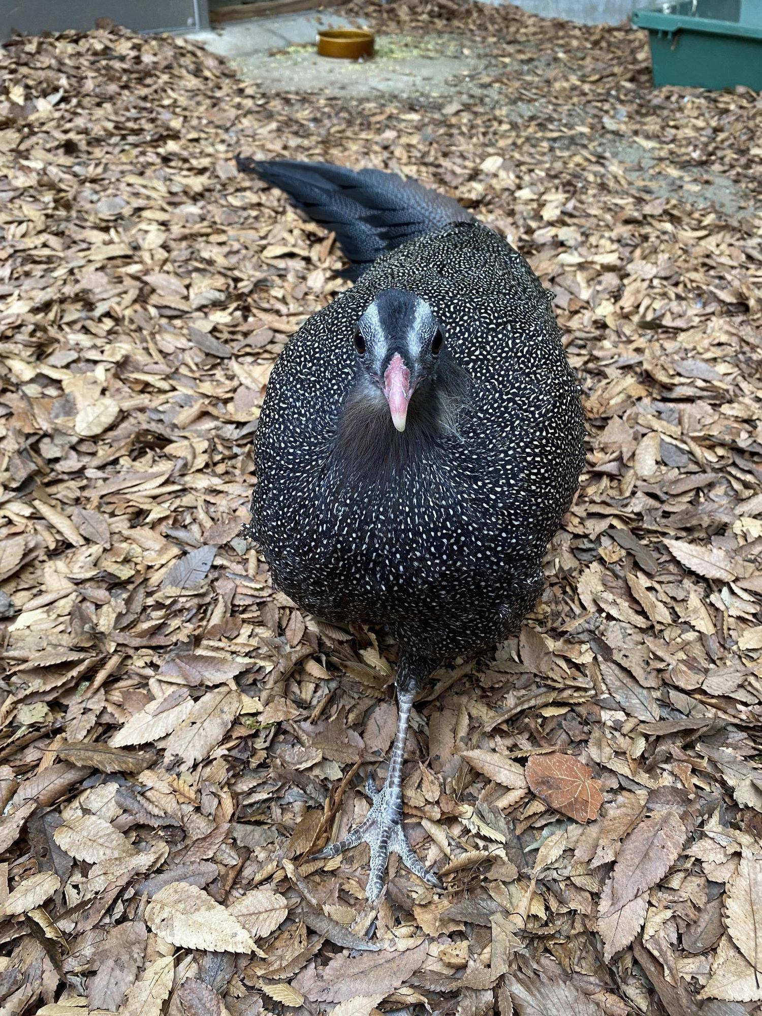 ある日の作業中・・・🔨|飼育日誌｜ブログ|よこはま動物園