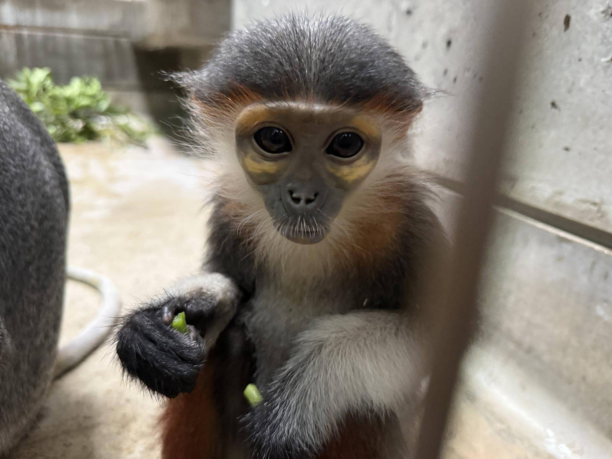 【飼育日誌】20250205：ダオ×FAMILY4誕生日 (9).jpg