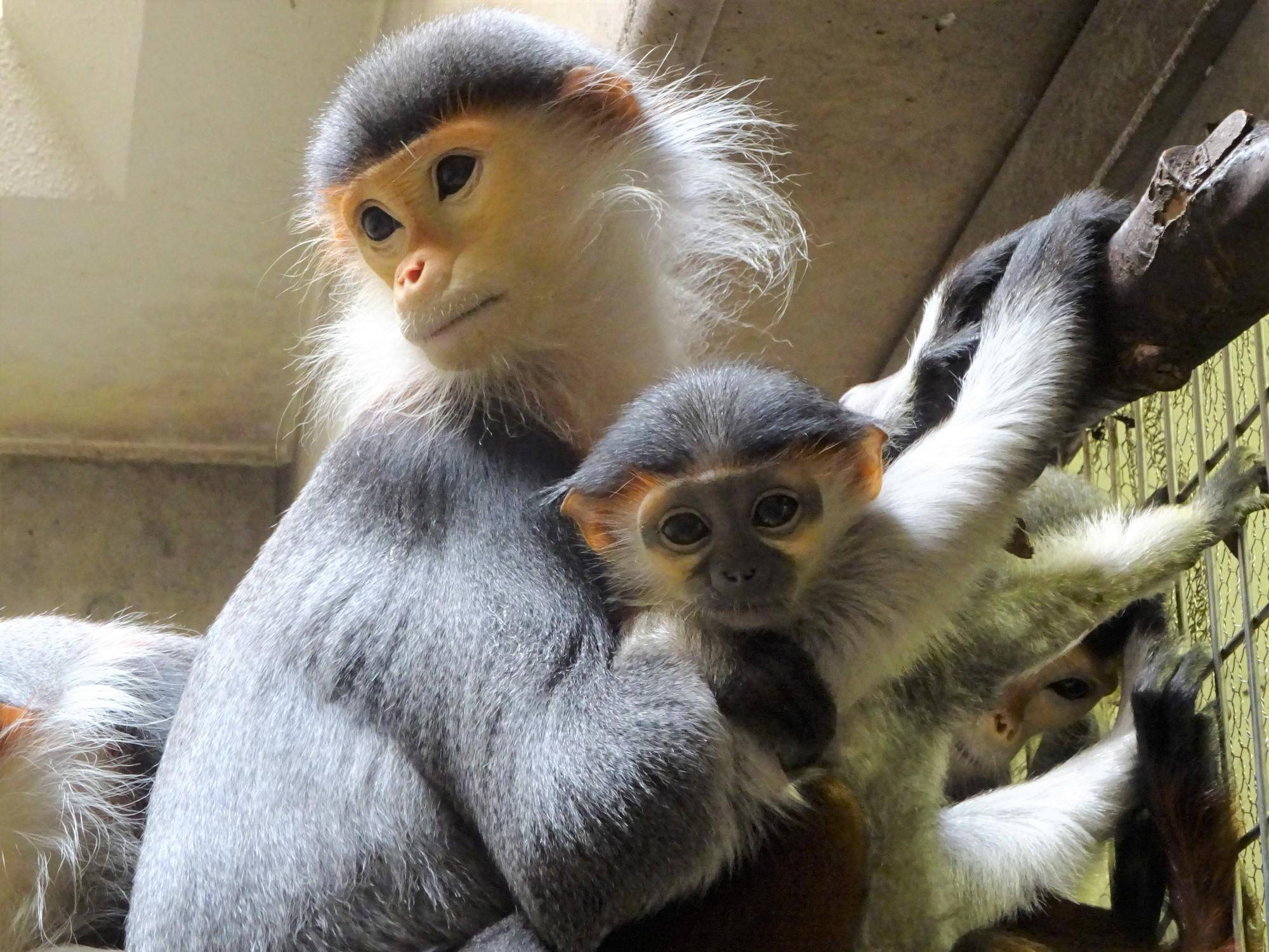 【飼育日誌】20250205：ダオ×FAMILY4誕生日 (6).jpg