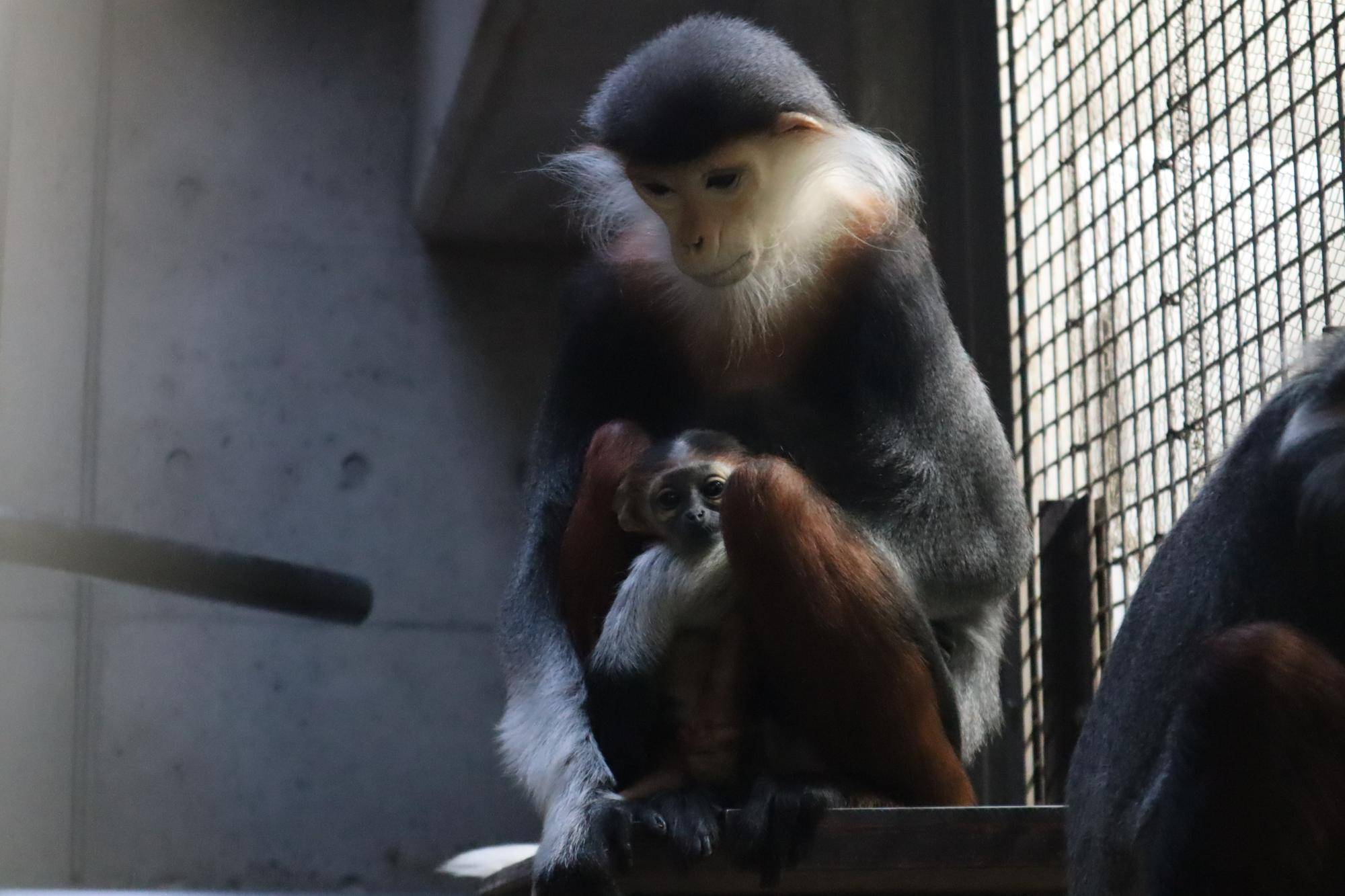 【飼育日誌】20250205：ダオ×FAMILY4誕生日 (3).jpg