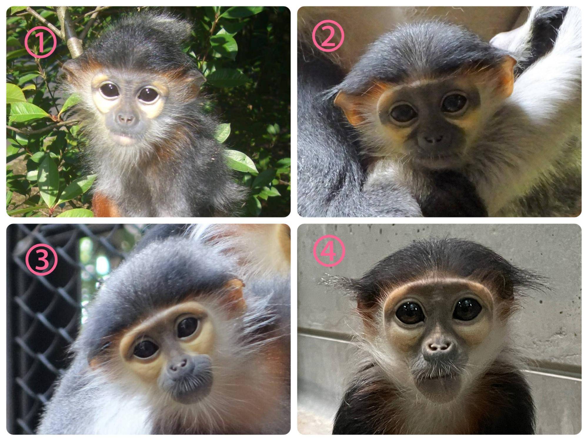 【飼育日誌】20250205：ダオ×FAMILY4誕生日 (4).jpg