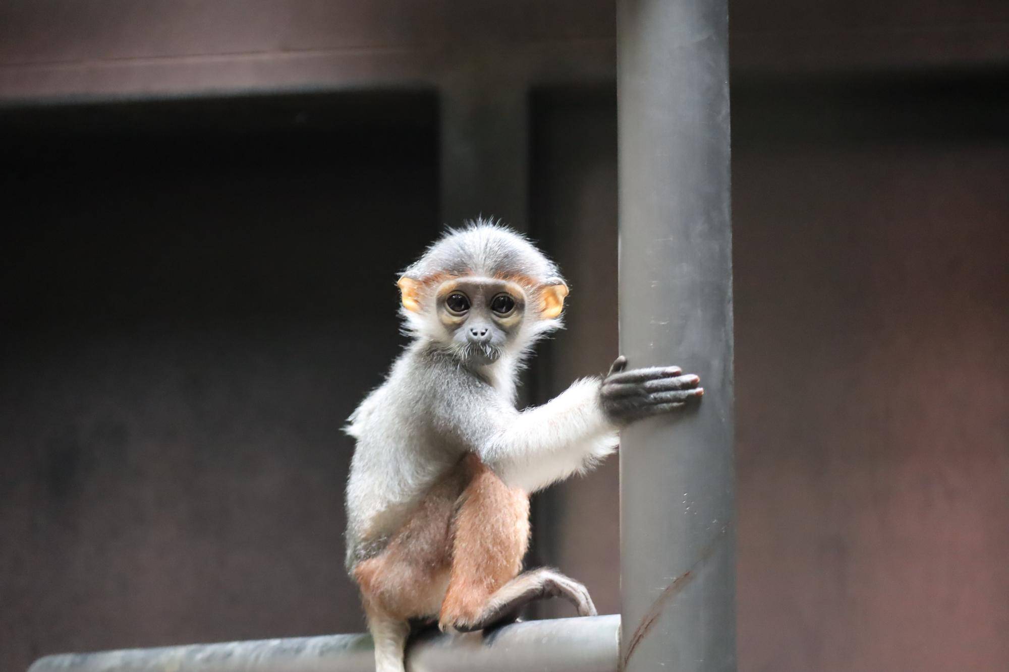 【飼育日誌】20250205：ダオ×FAMILY4誕生日 (13).jpg