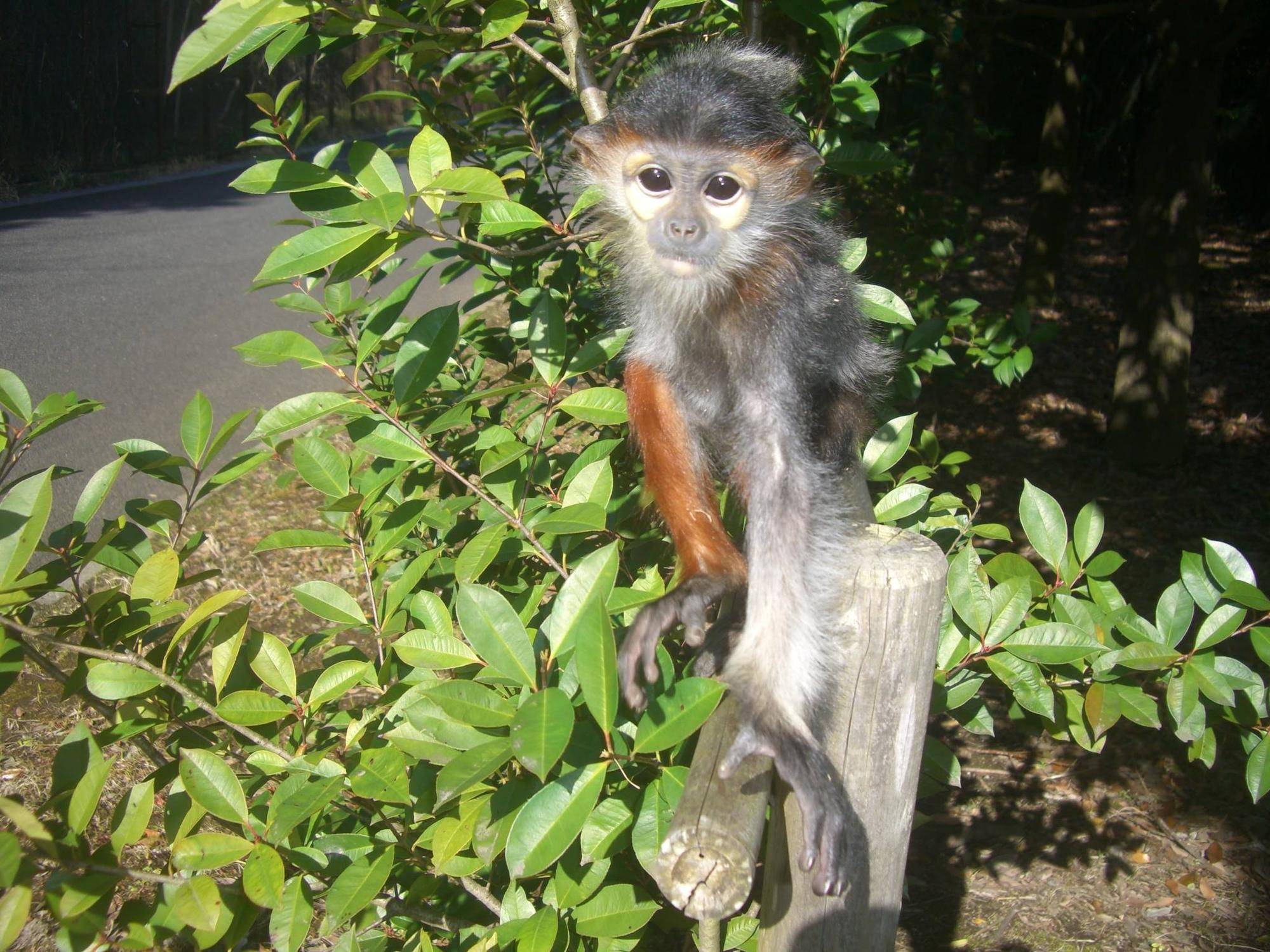 【飼育日誌】20250205：ダオ×FAMILY4誕生日 (5).jpg