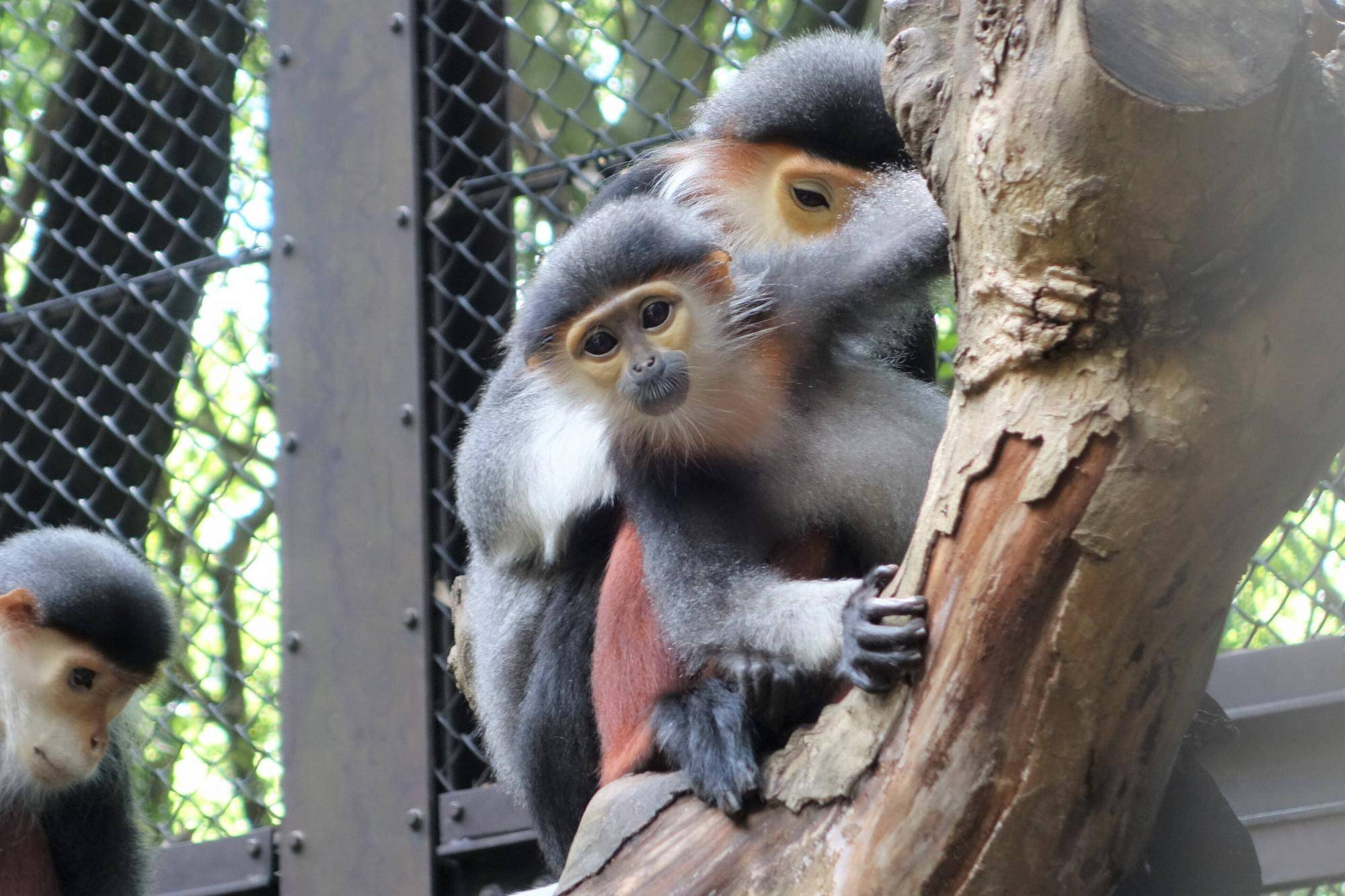 【飼育日誌】20250205：ダオ×FAMILY4誕生日 (7).jpg