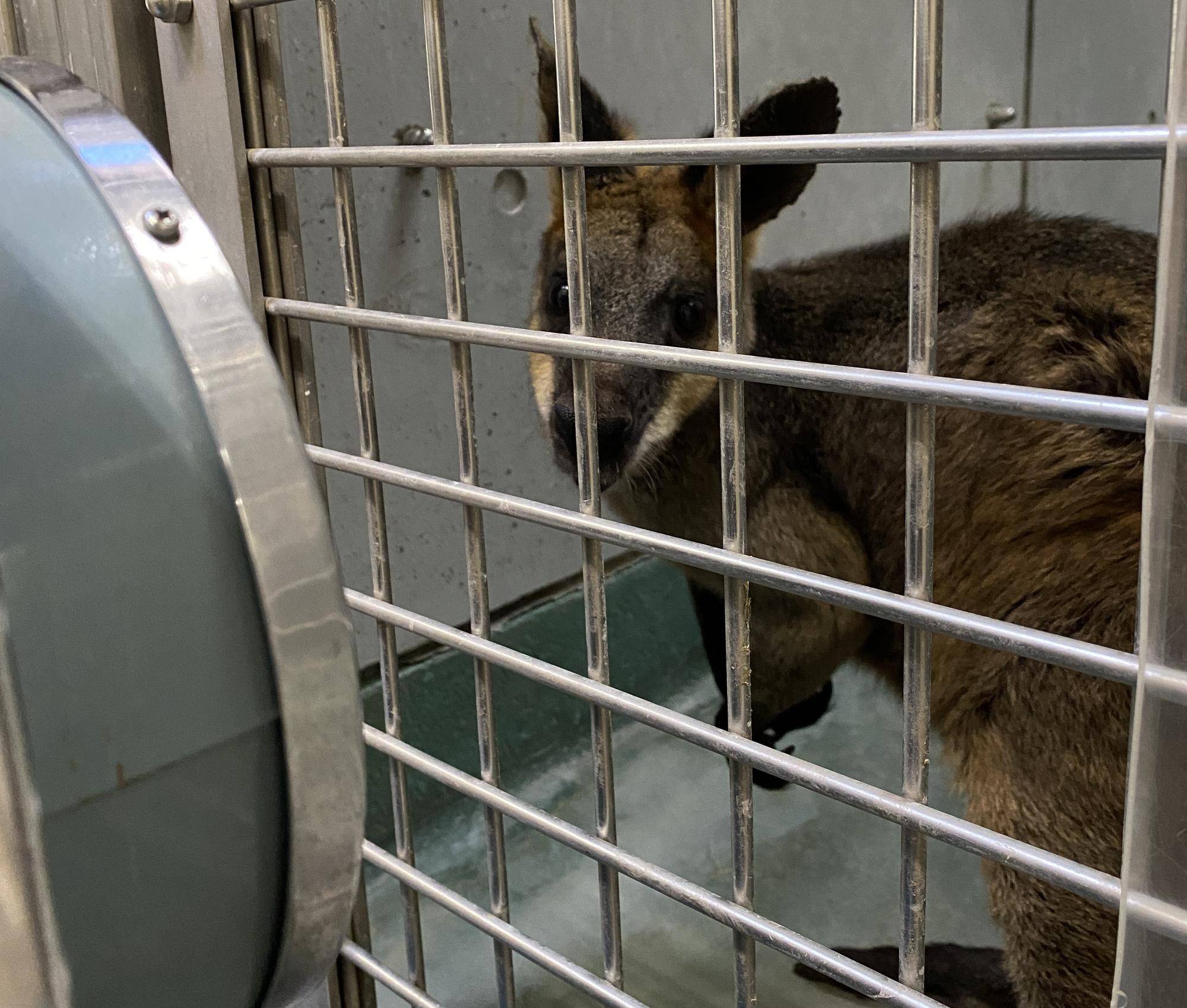 温風機にあたるヤサブロー その3.jpeg