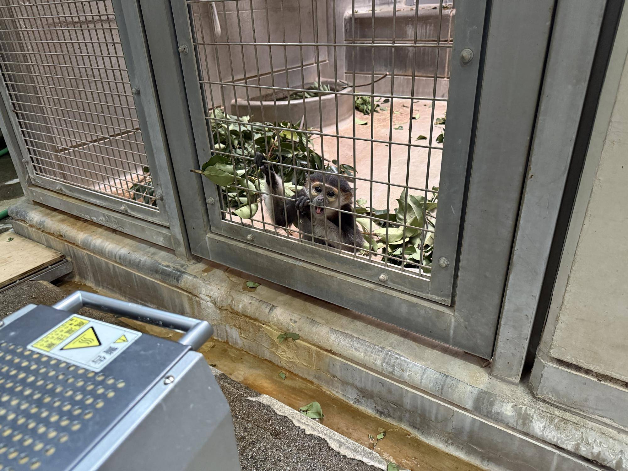 【飼育日誌】20250216:ダオ×FAMILY5寒い冬はこれに限る (3).jpg