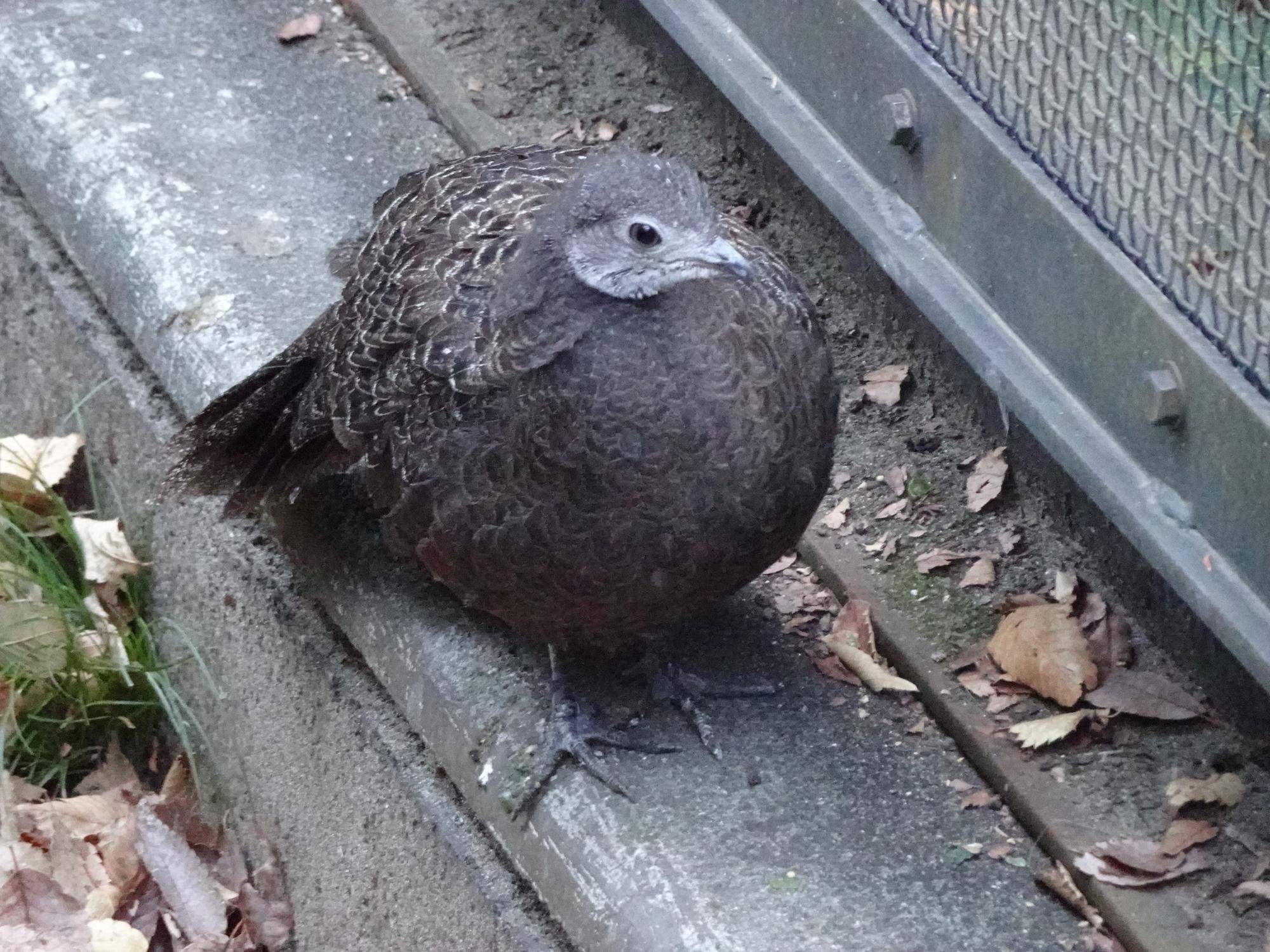 ぴいぴい様確認用☆ ぴぴ様☆確認用