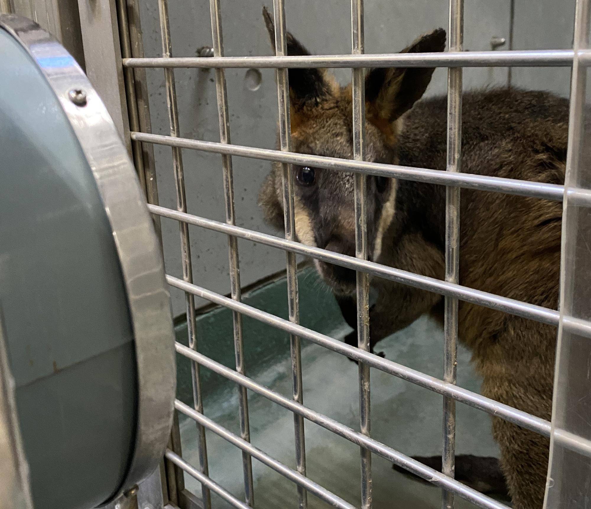 温風機にあたるヤサブロー その2.jpeg