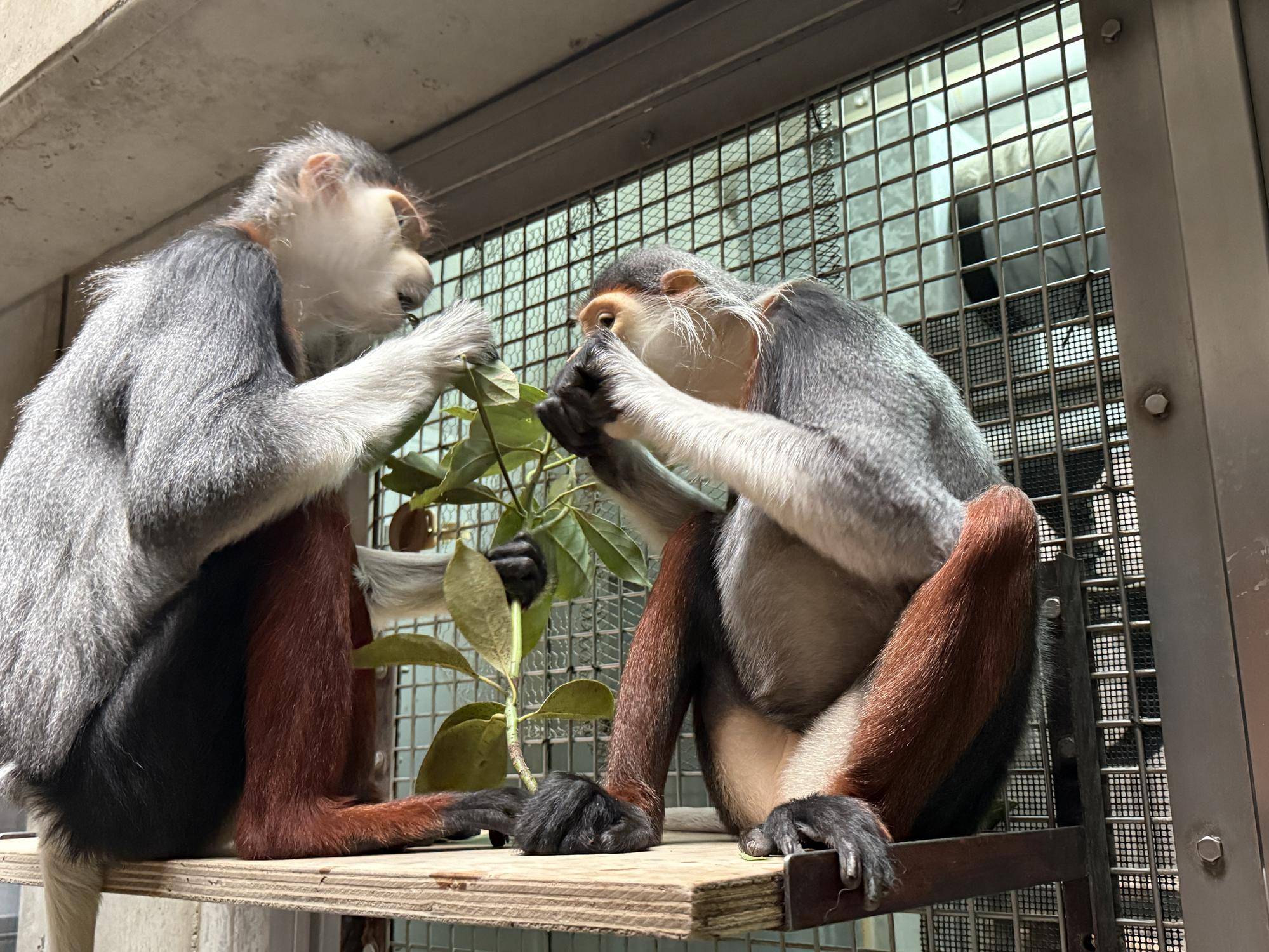 【飼育日誌】20250501:その後の2頭 (6).jpg