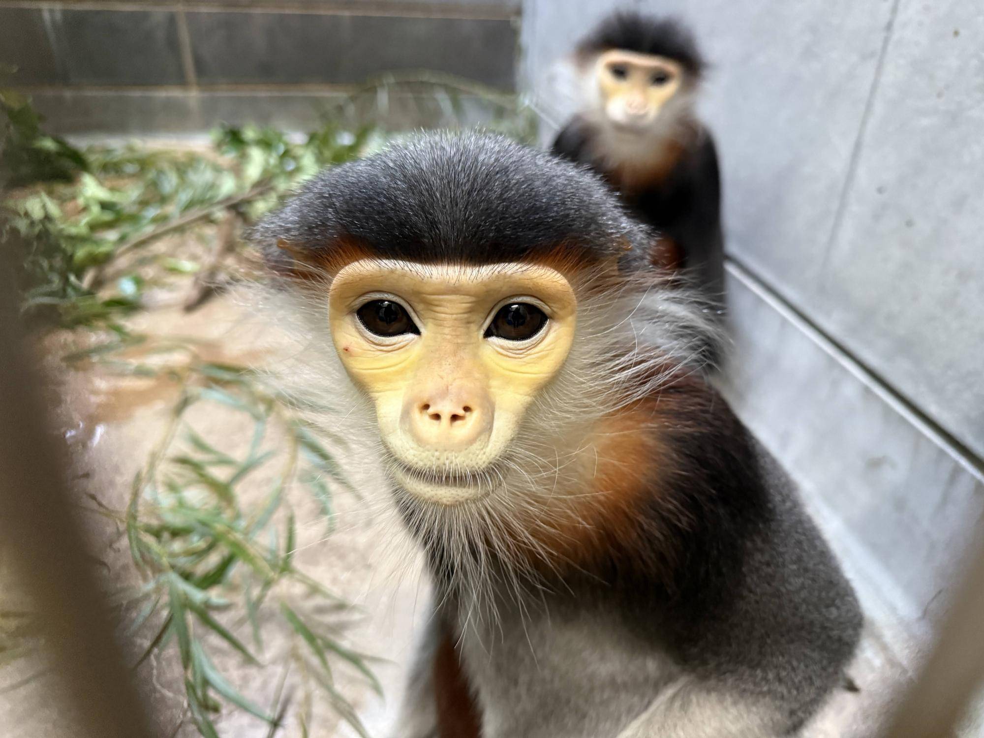 【飼育日誌】20250501:その後の2頭 (7).jpg