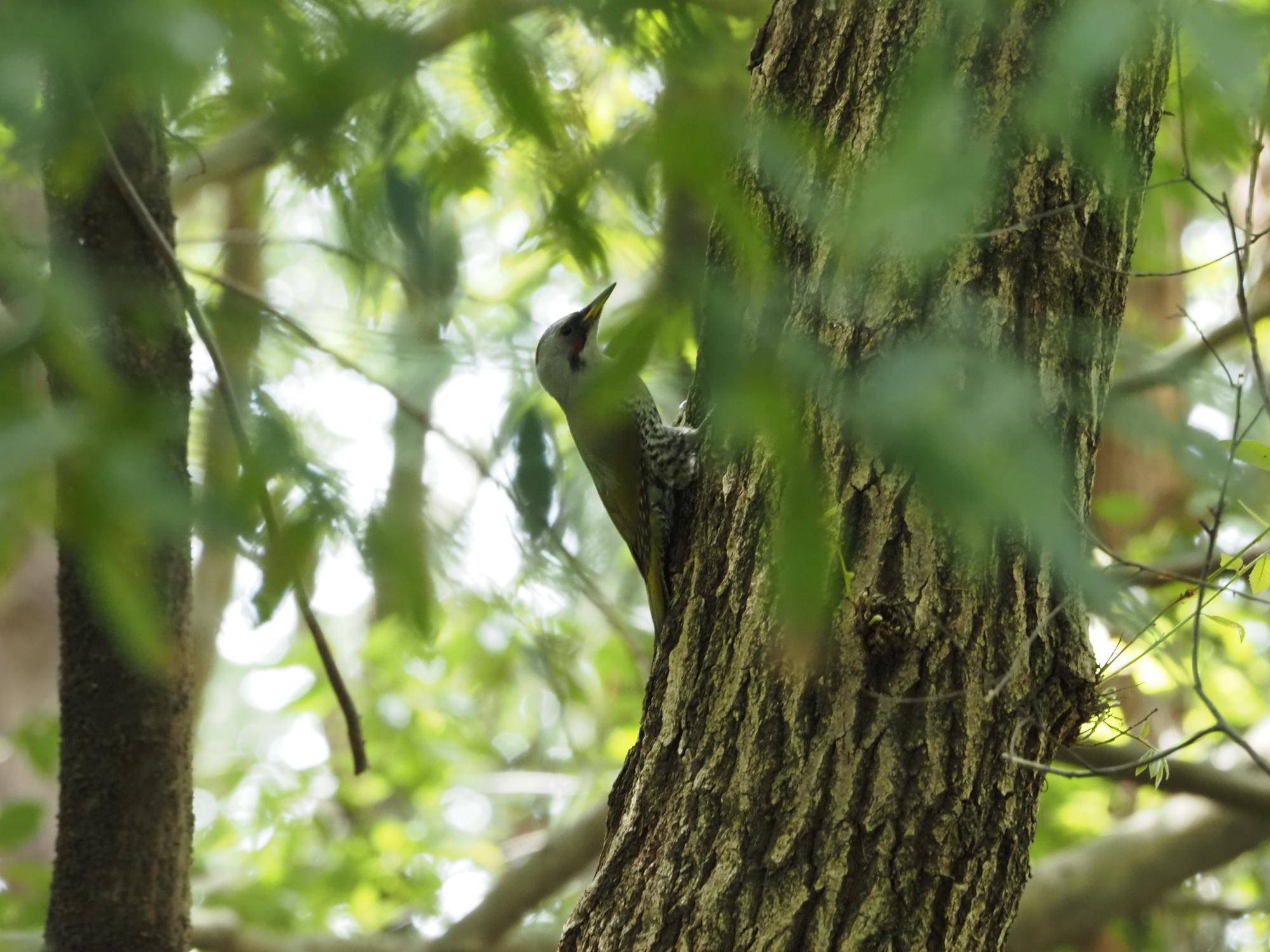 木を登っていくアオゲラ.jpg