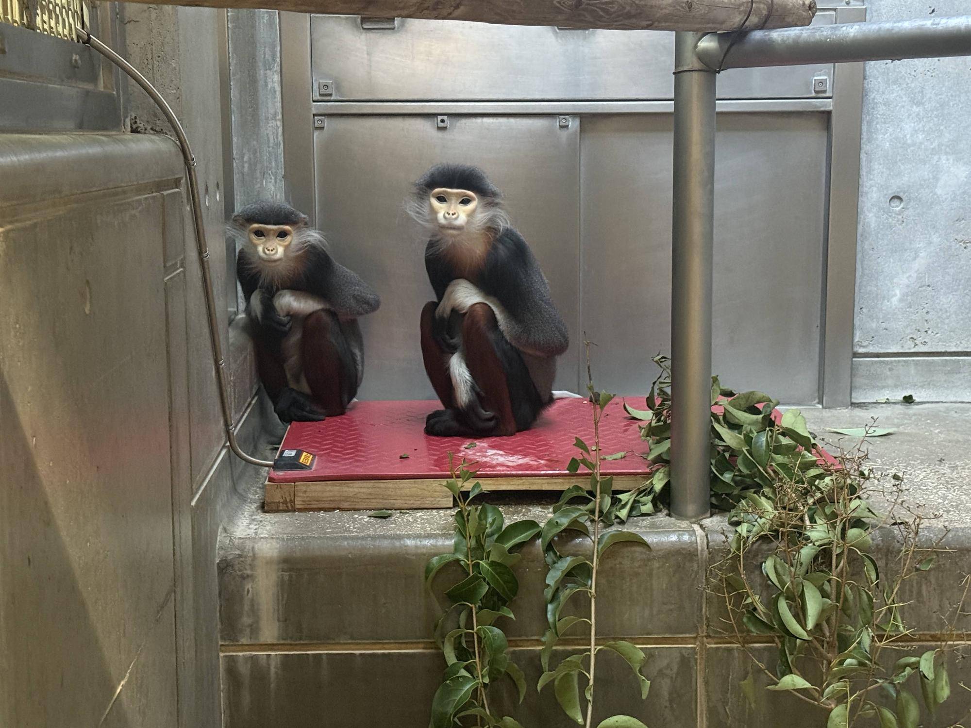 【飼育日誌】20250501:その後の2頭 (3).jpg