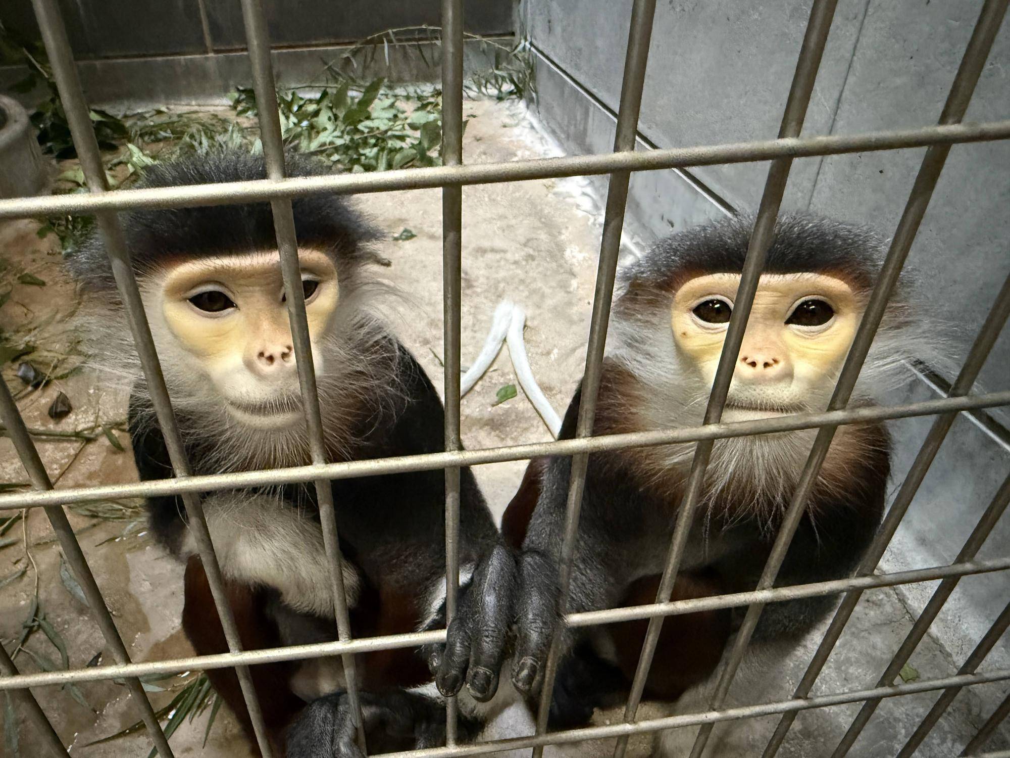 【飼育日誌】20250501:その後の2頭 (10).jpg