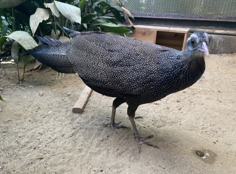 カンムリセイランオス 尾羽短いとき.png