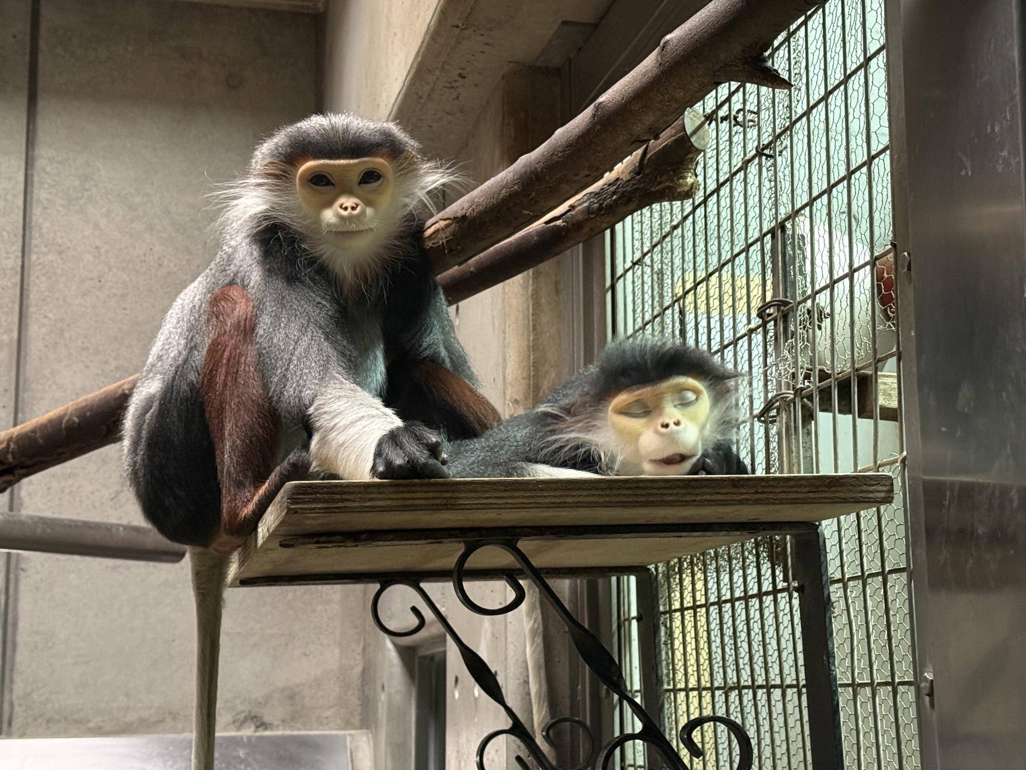 【飼育日誌】20250501:その後の2頭 (11).jpg