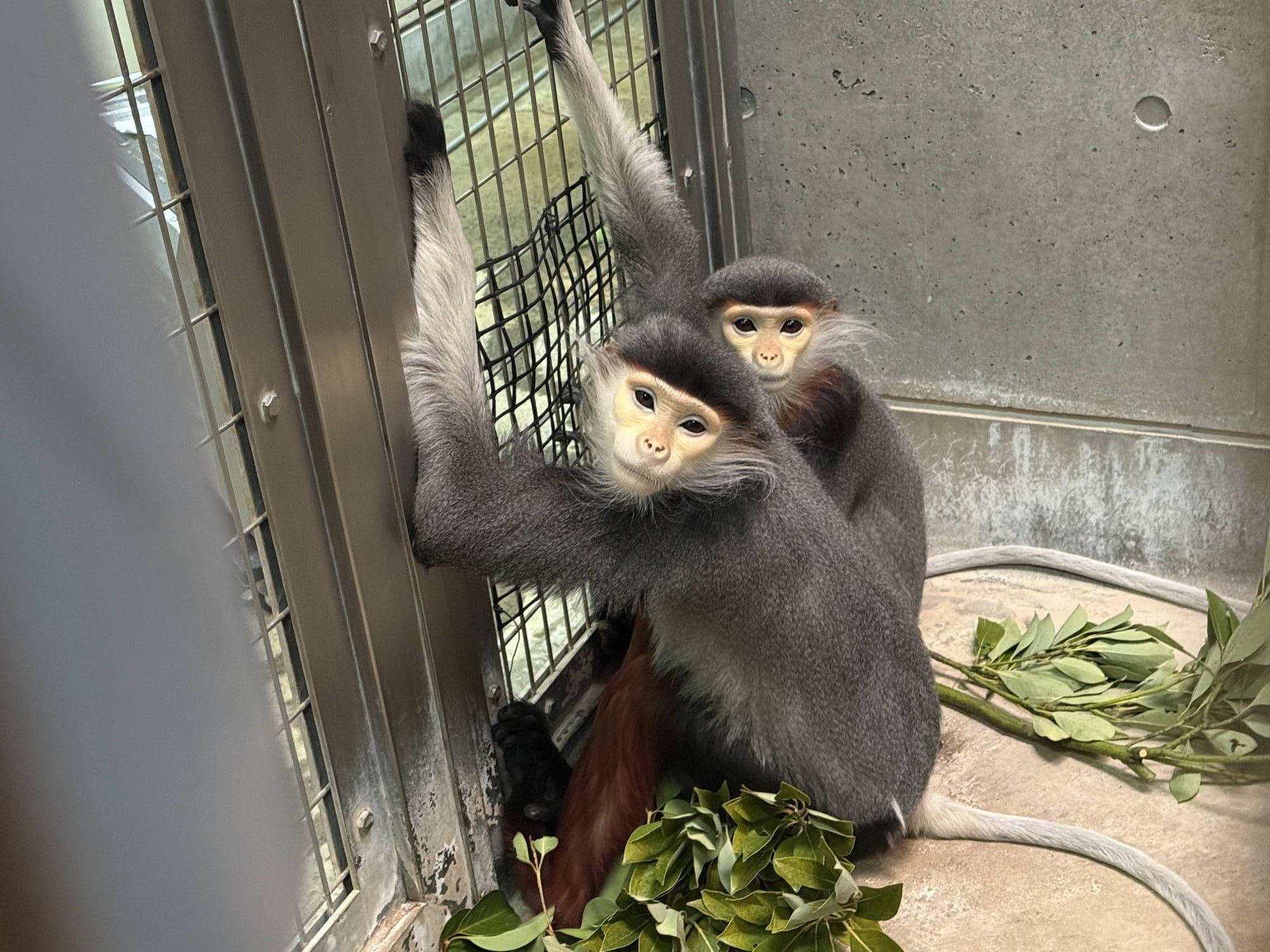 【飼育日誌】20250501:その後の2頭 (8).jpg