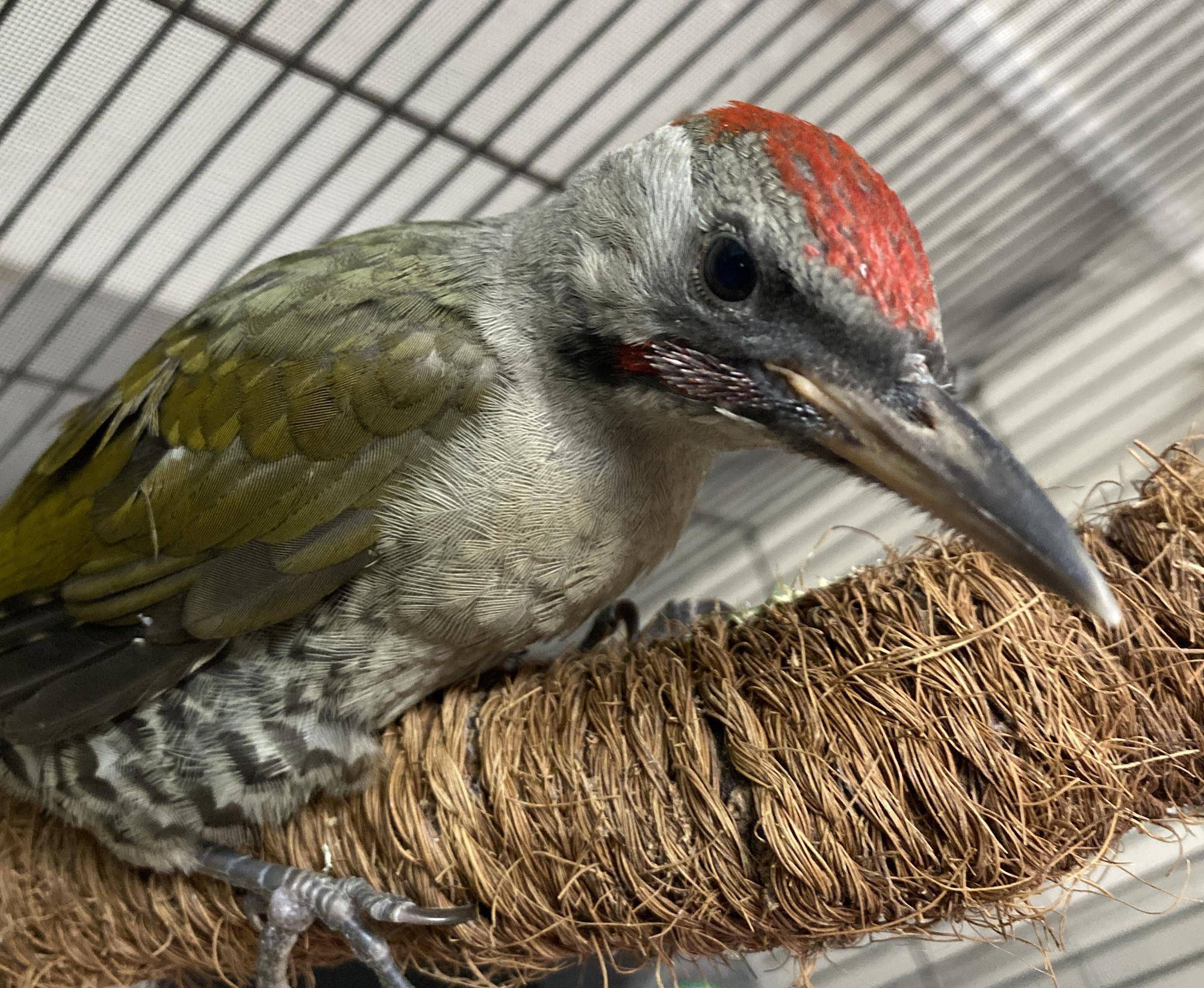 保護アオゲラ アップ.jpeg