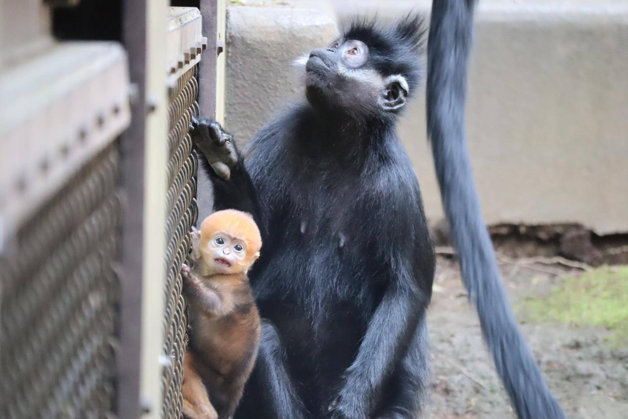 【飼育日誌】20250529:またまた愛称投票を行います! (8).jpg