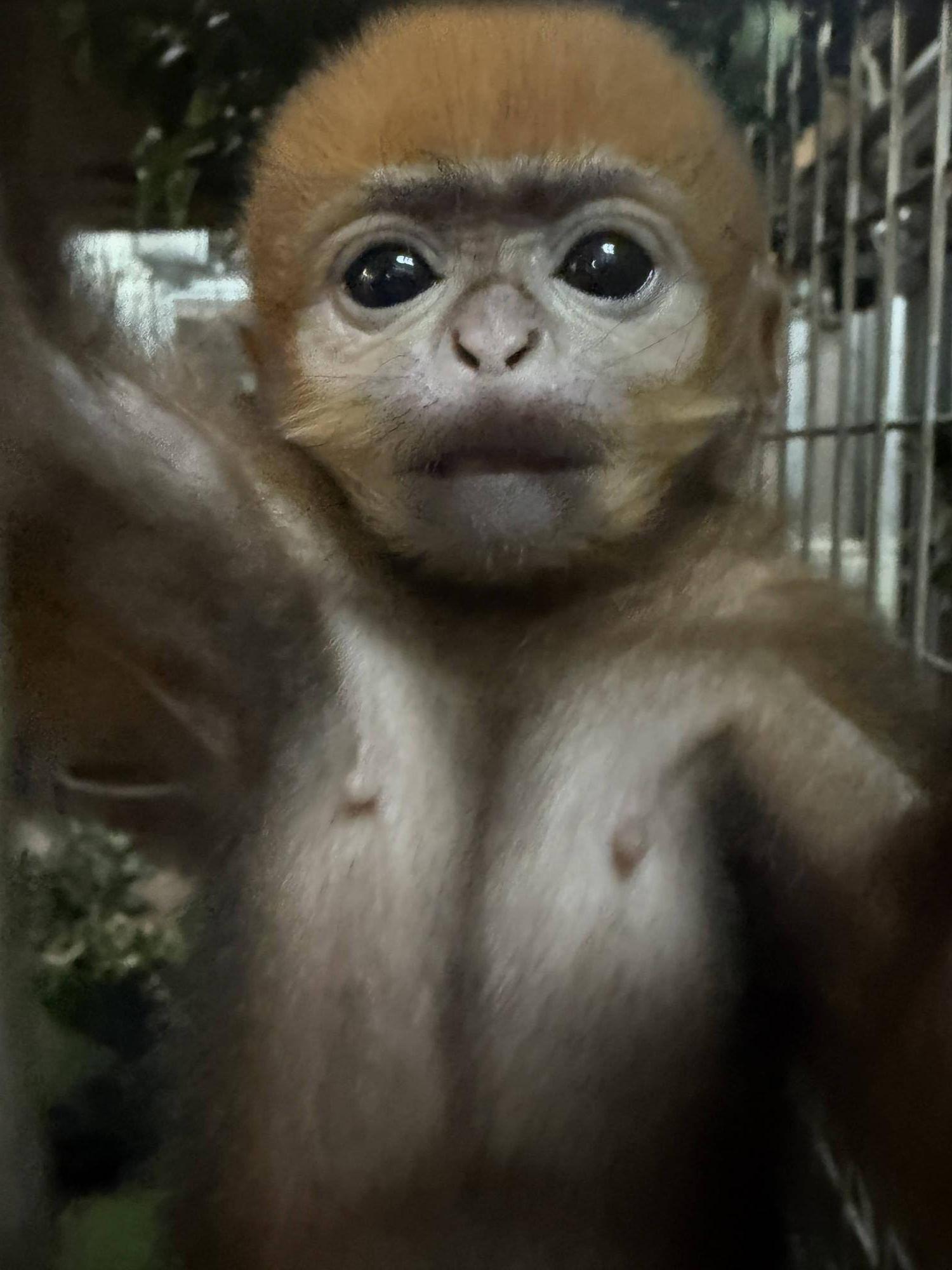 【飼育日誌】20250526：性別発表先にします！ (5).jpg